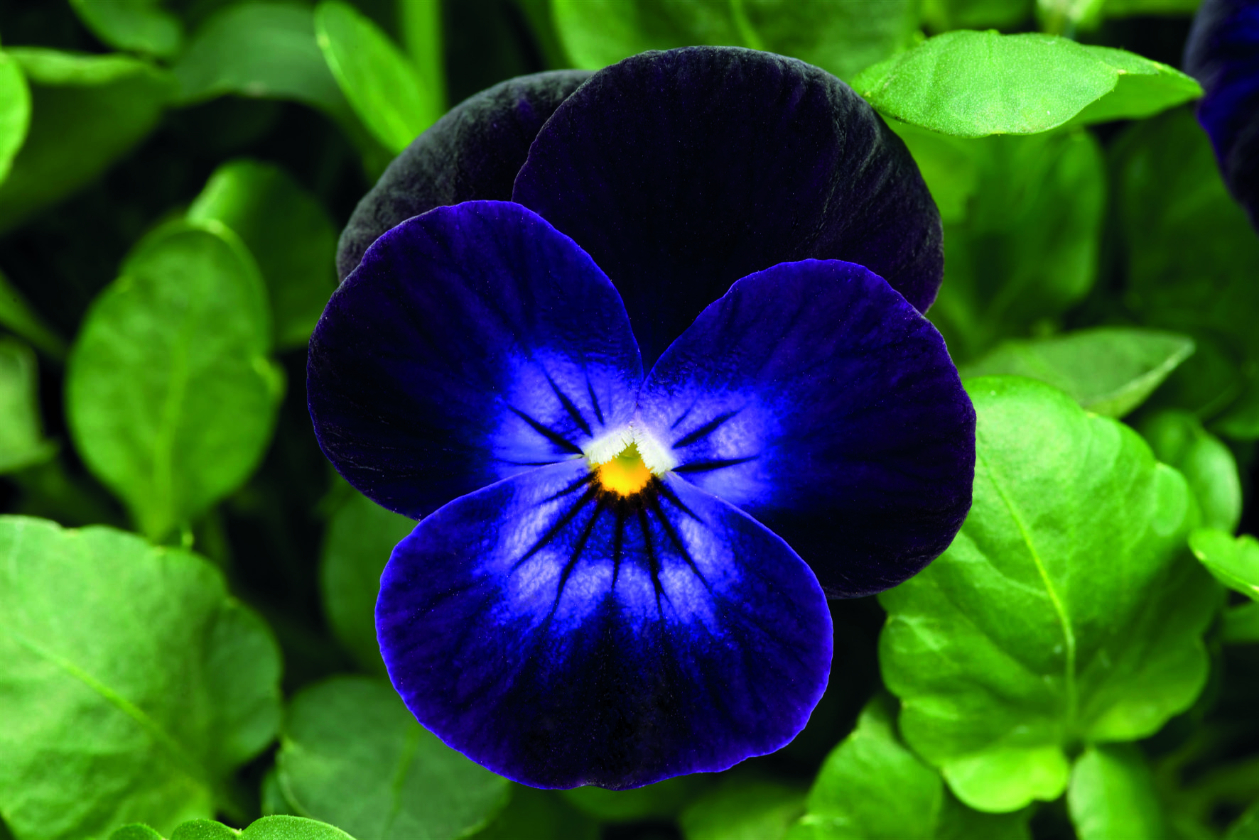 Viola cornuta F1 Admire Deep Purple Face