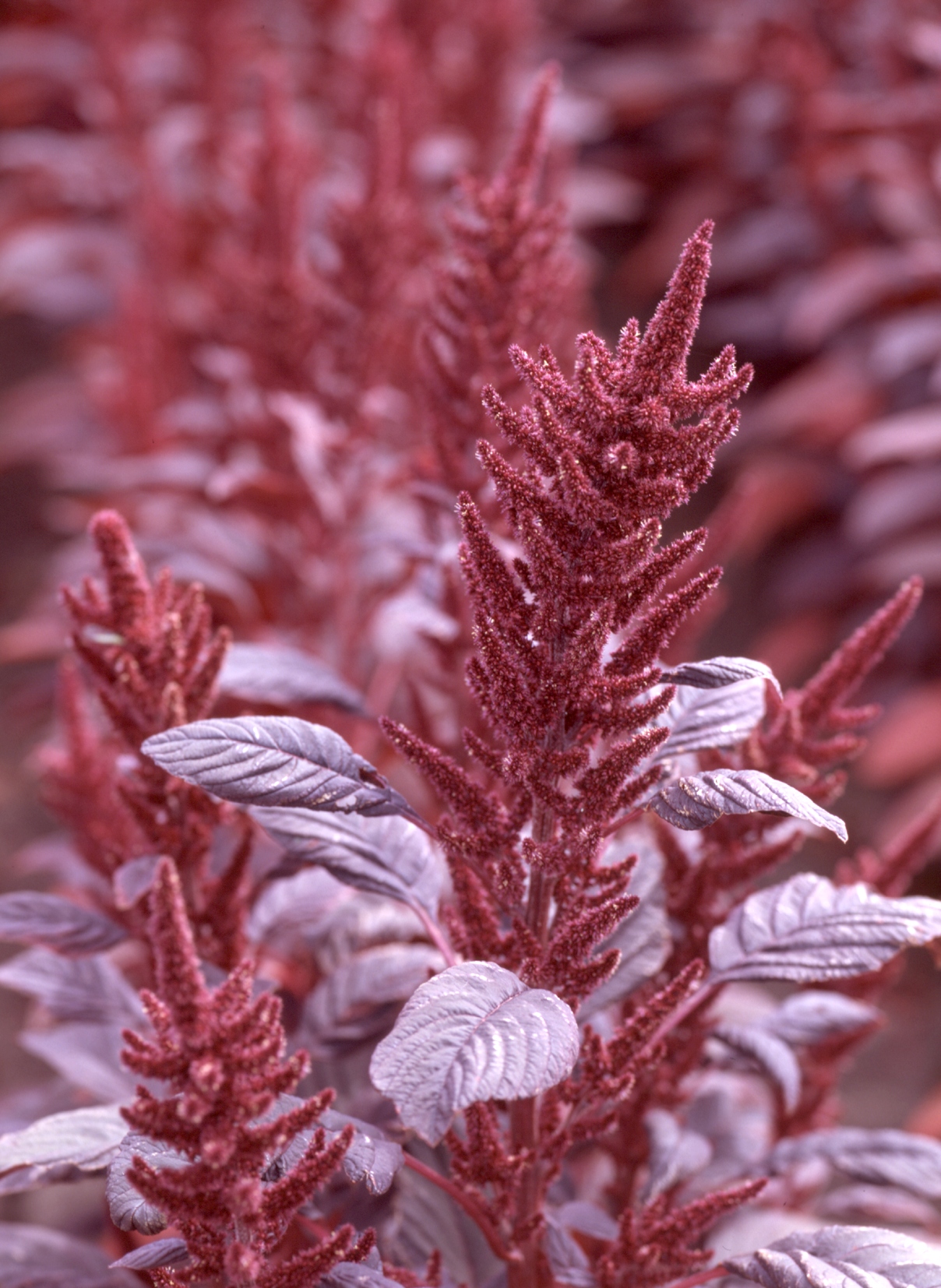 Amaranthus cruentus Velvet Curtains