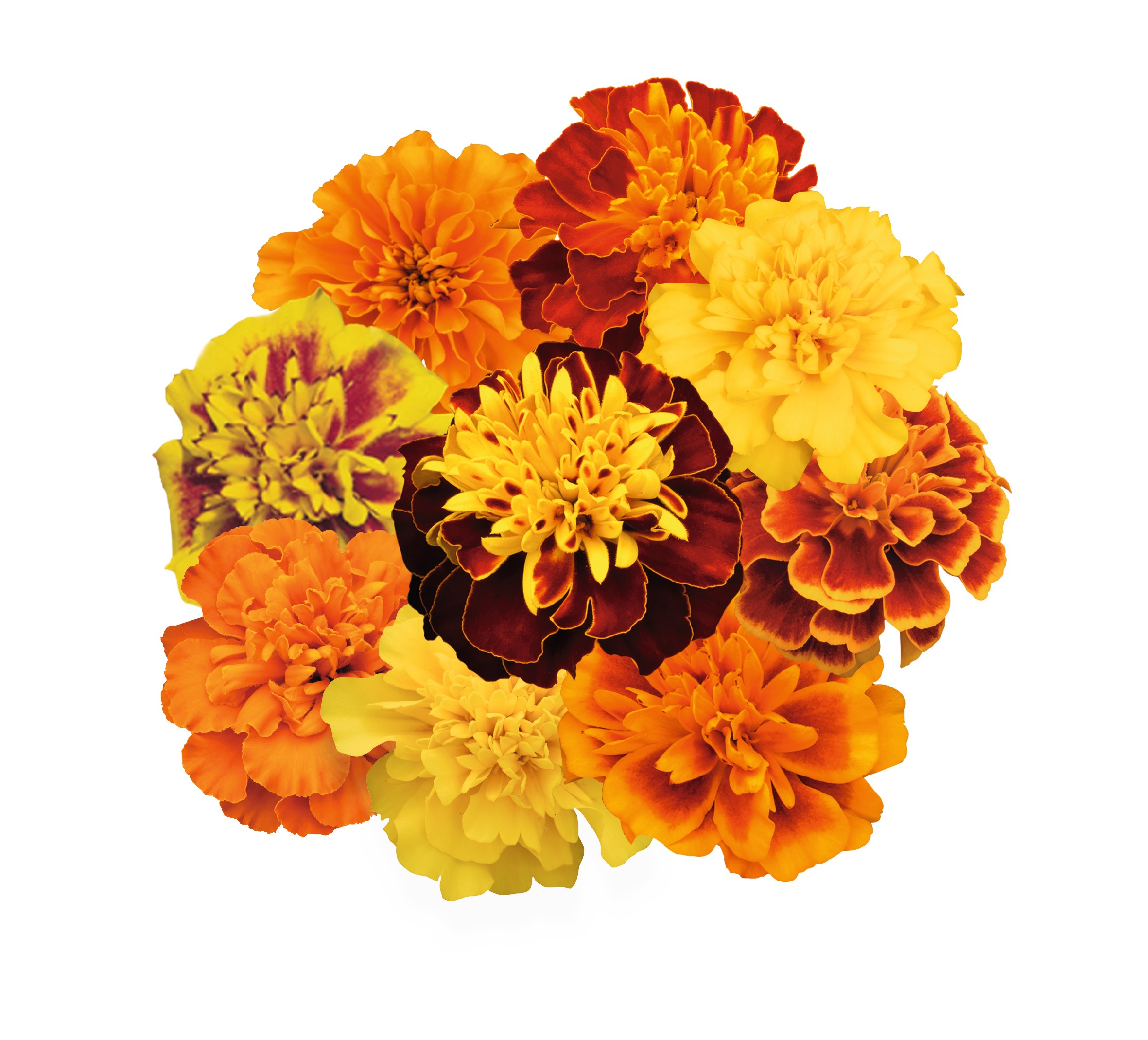 Tagetes patula Super Hero Mix