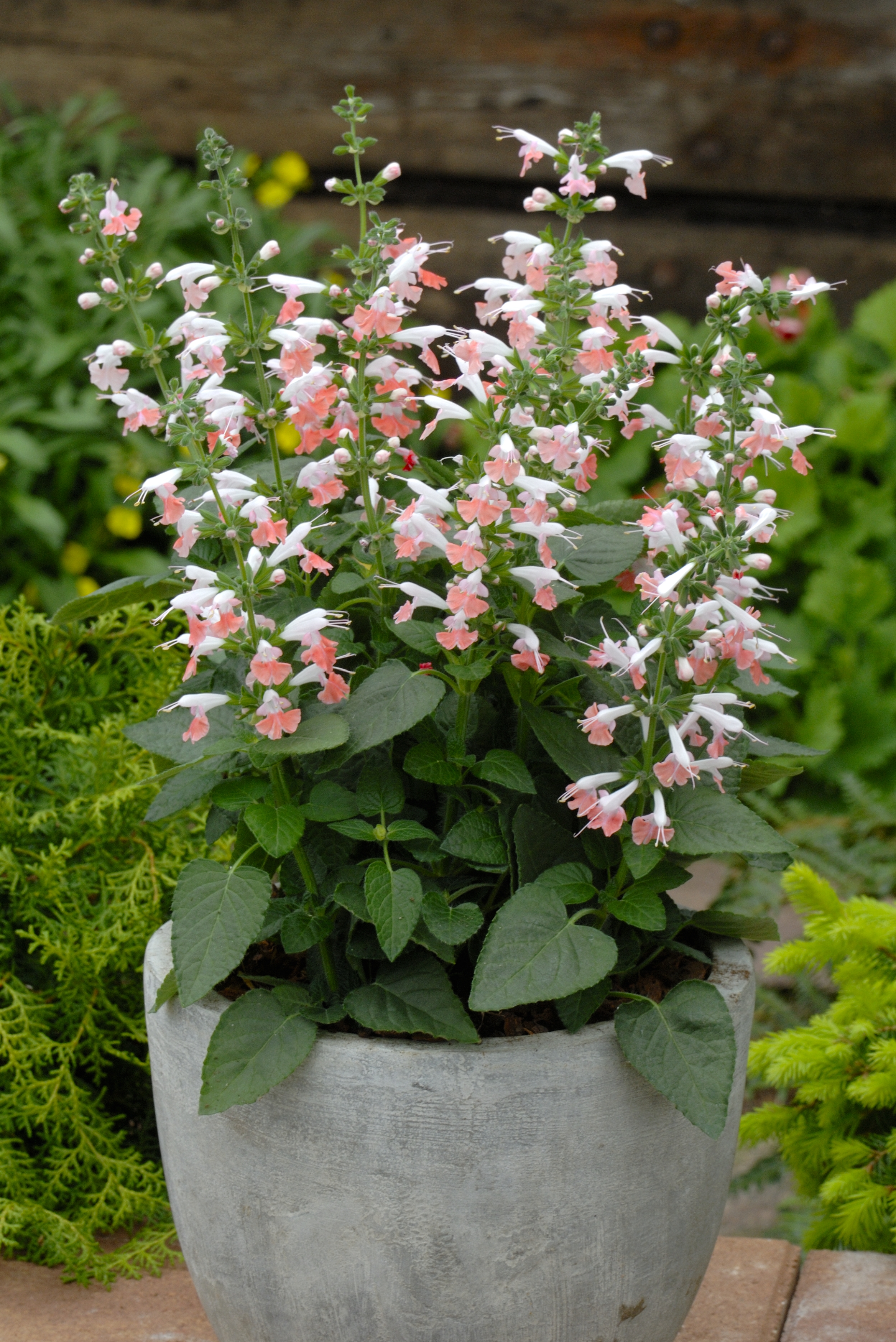 Salvia coccinea Humingbird Coral Nymph