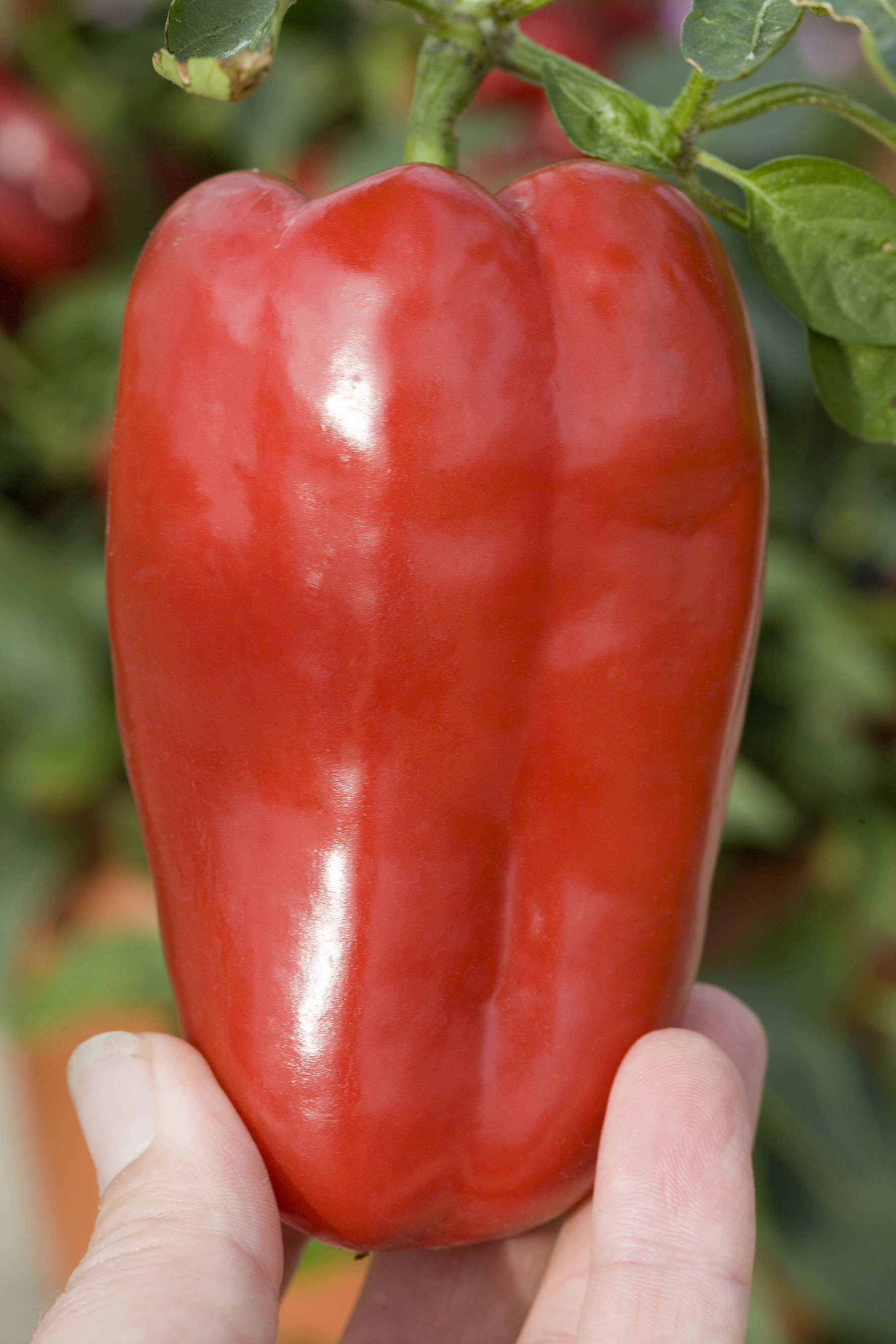 Paprika F1 Redskin