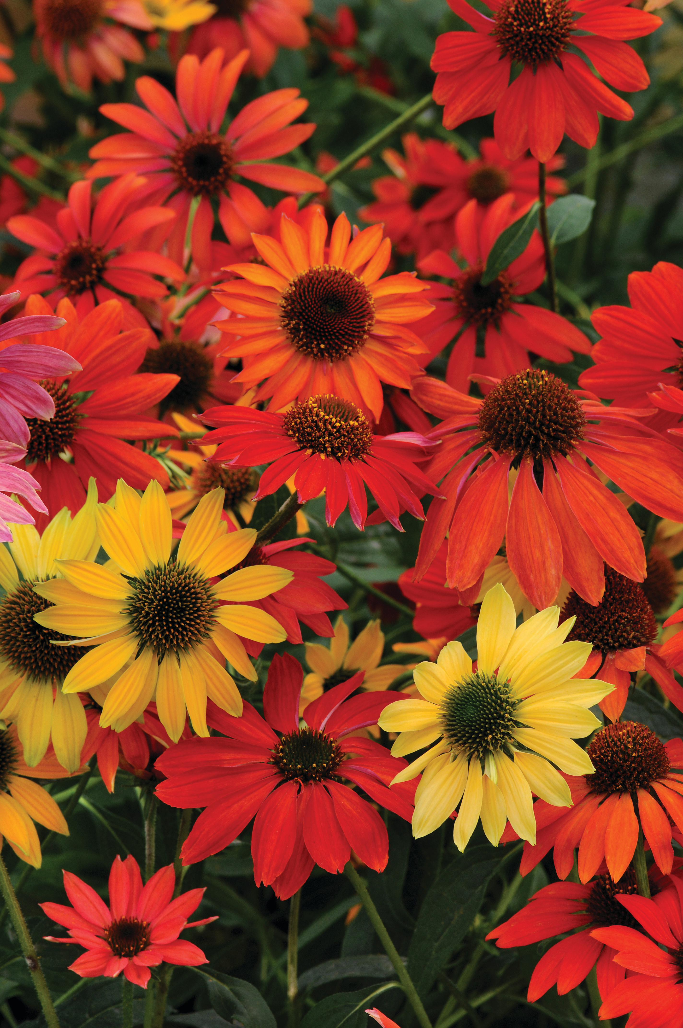 Echinacea purpurea Cheyenne Spirit
