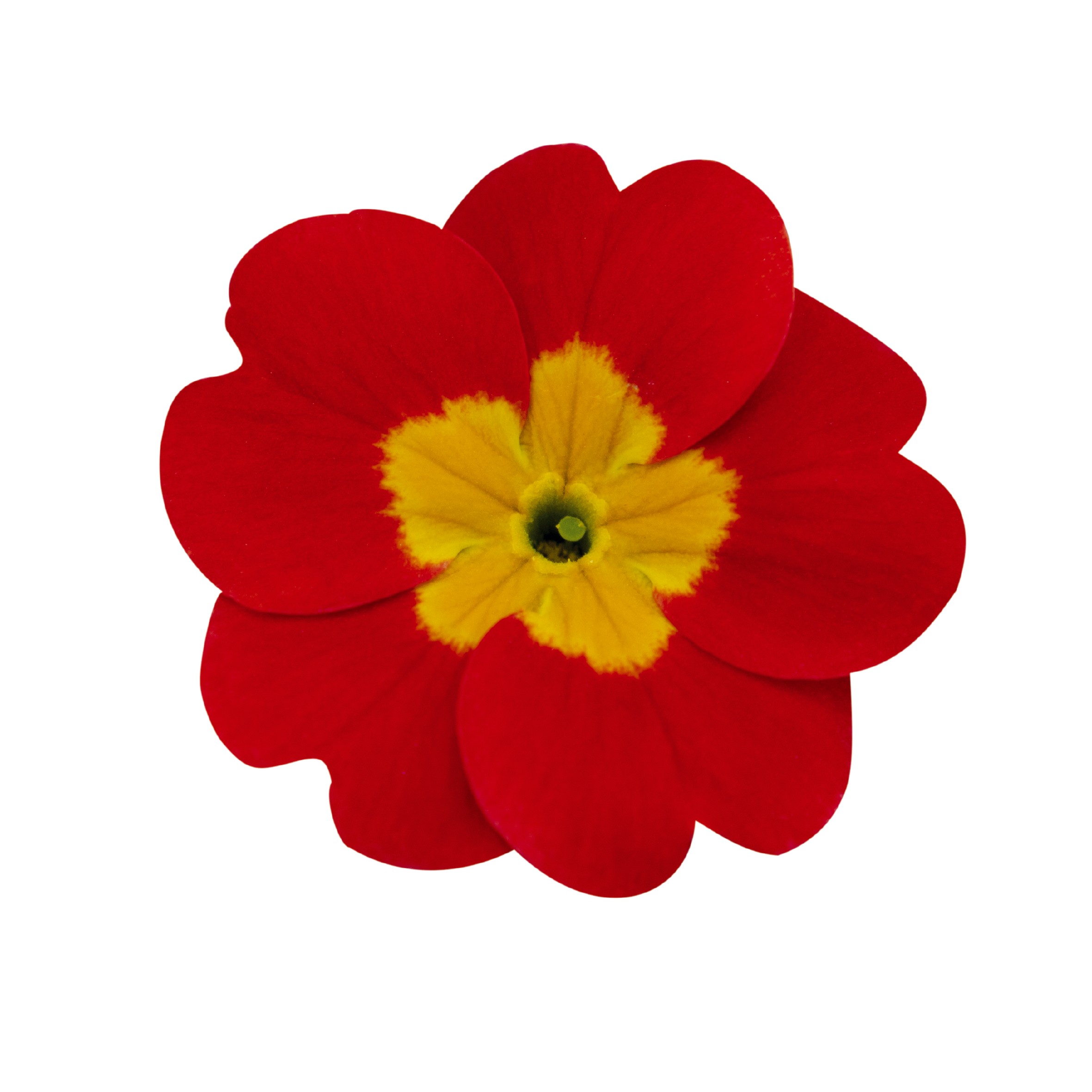 Primula elatior F1 Crescendo Rot (mittelfrüh)