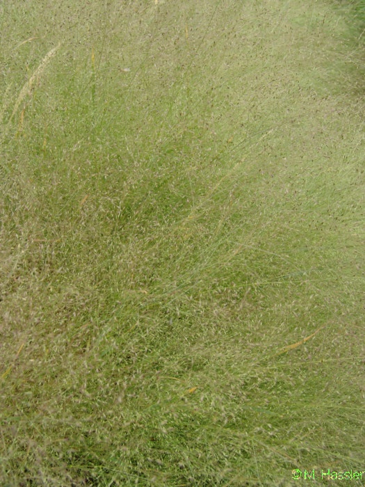 Agrostis nebulosa Fireworks Straußengras