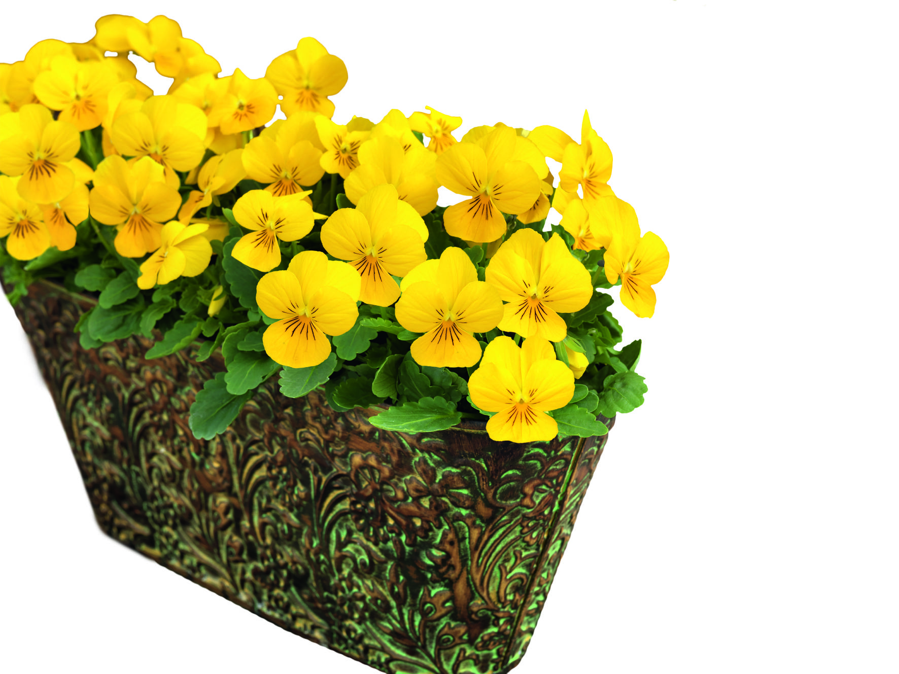 Viola cornuta F1 Admire Gelb