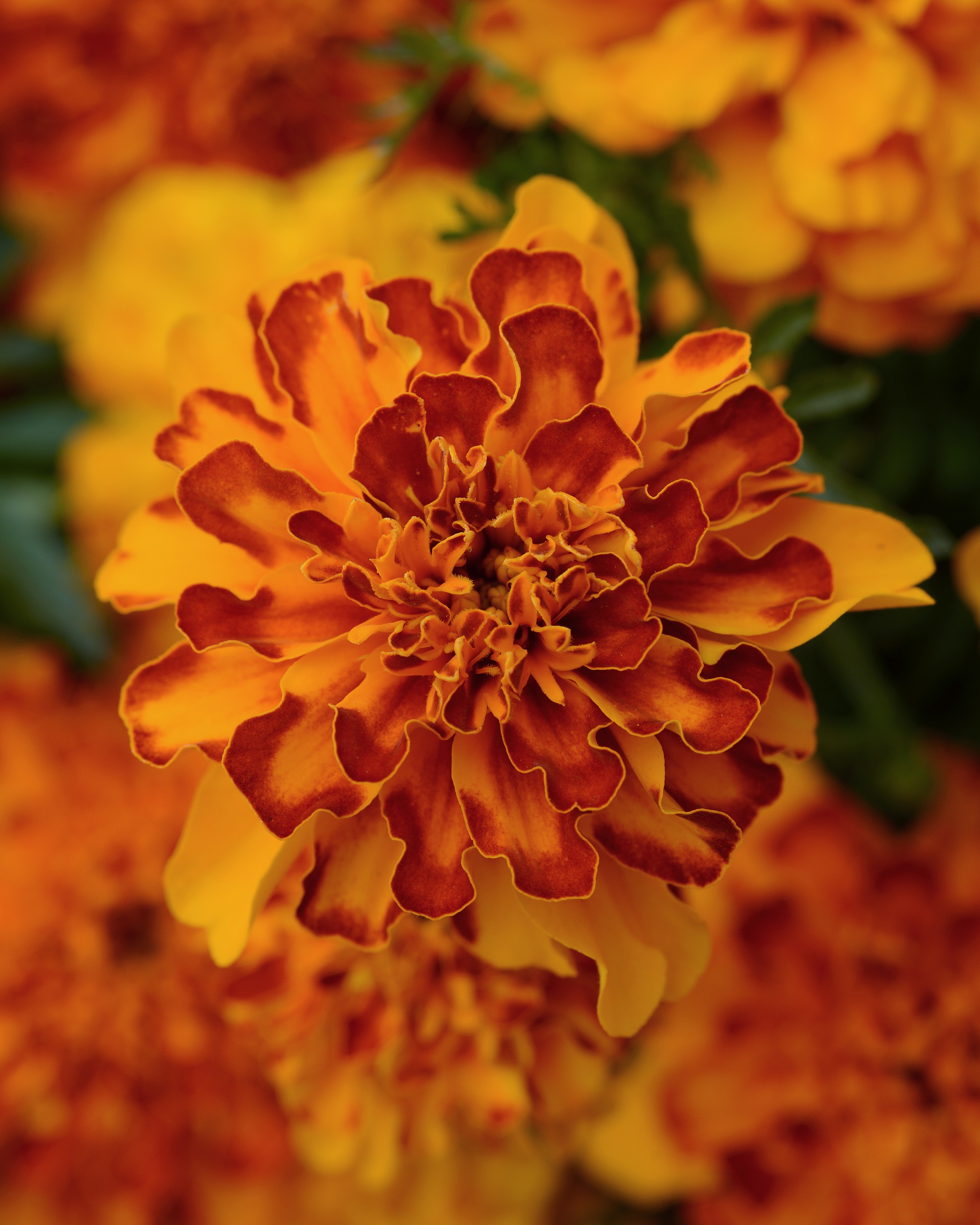 Tagetes patula Bonanza Bolero