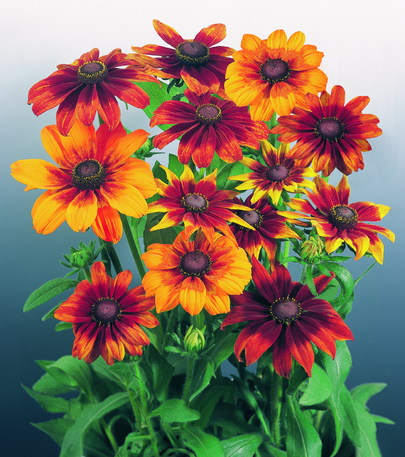 Rudbeckia hirta Cherry Brandy