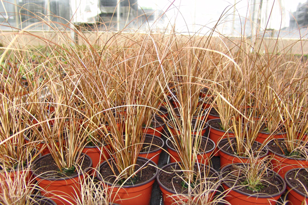 Carex buchanani 