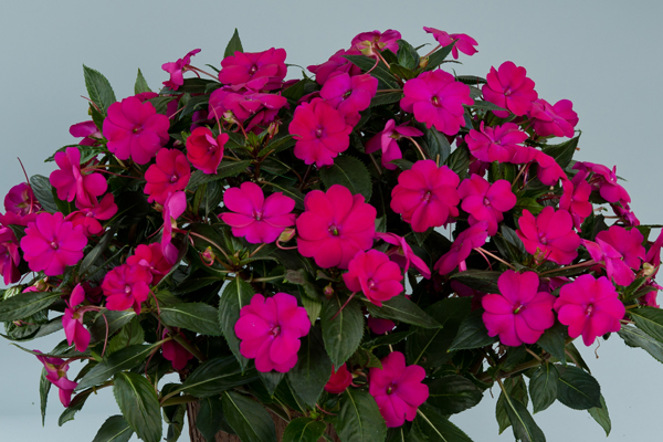 Impatiens Neu Guinea Sun Harmony (P) Purple