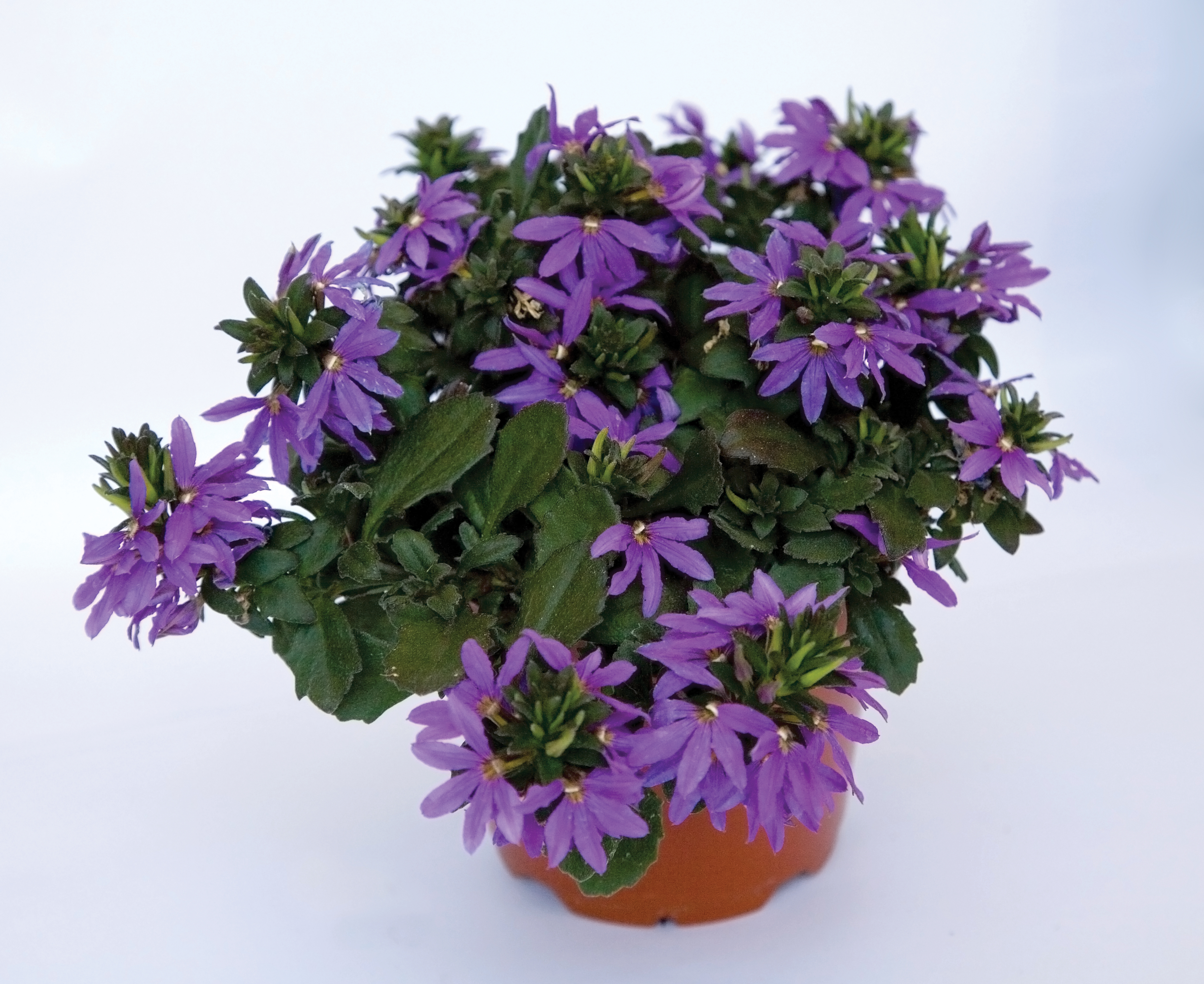 Scaevola aemula ToppoT (P) Blue