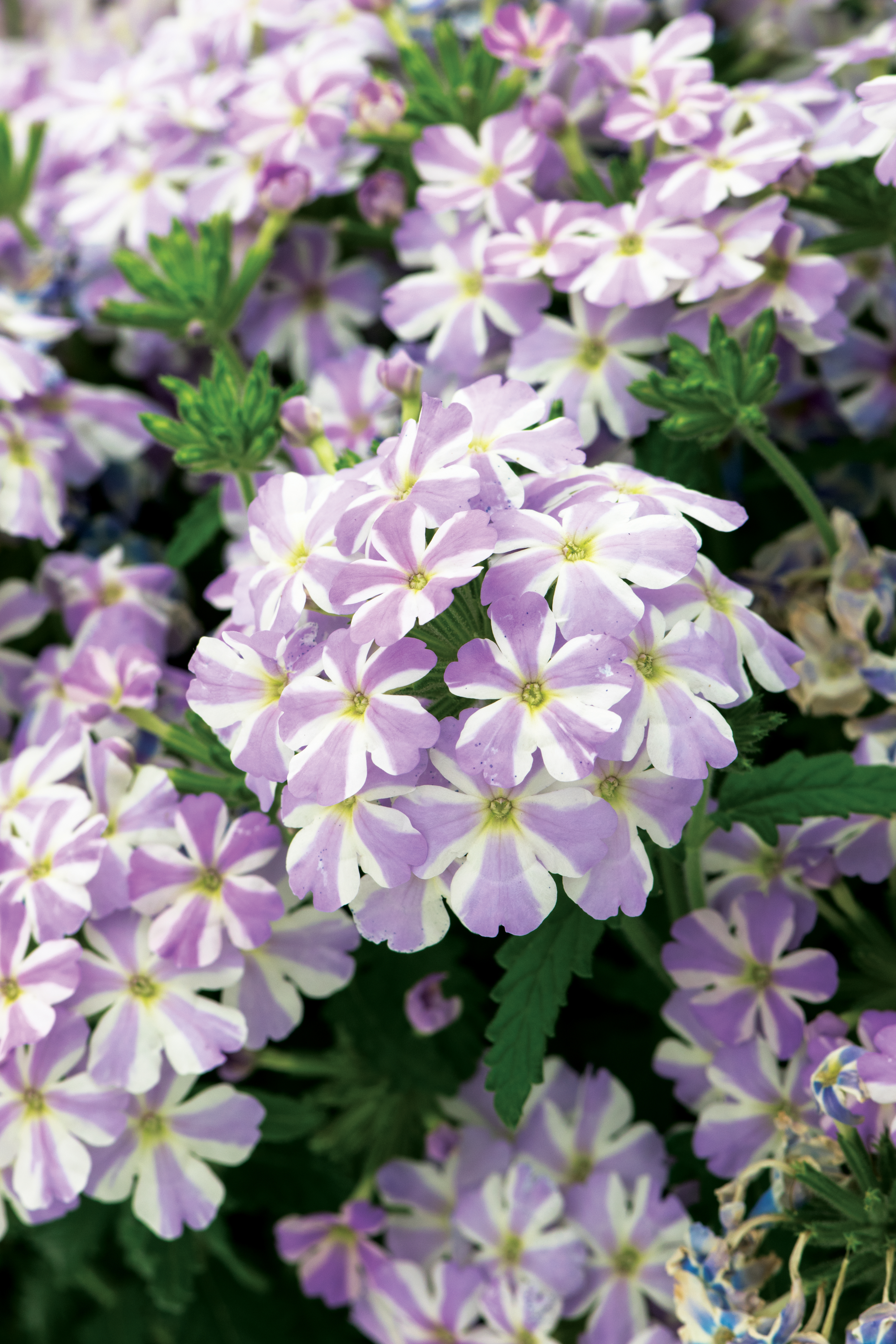 Verbena x Hybrida Voodoo (P) Lavender Star