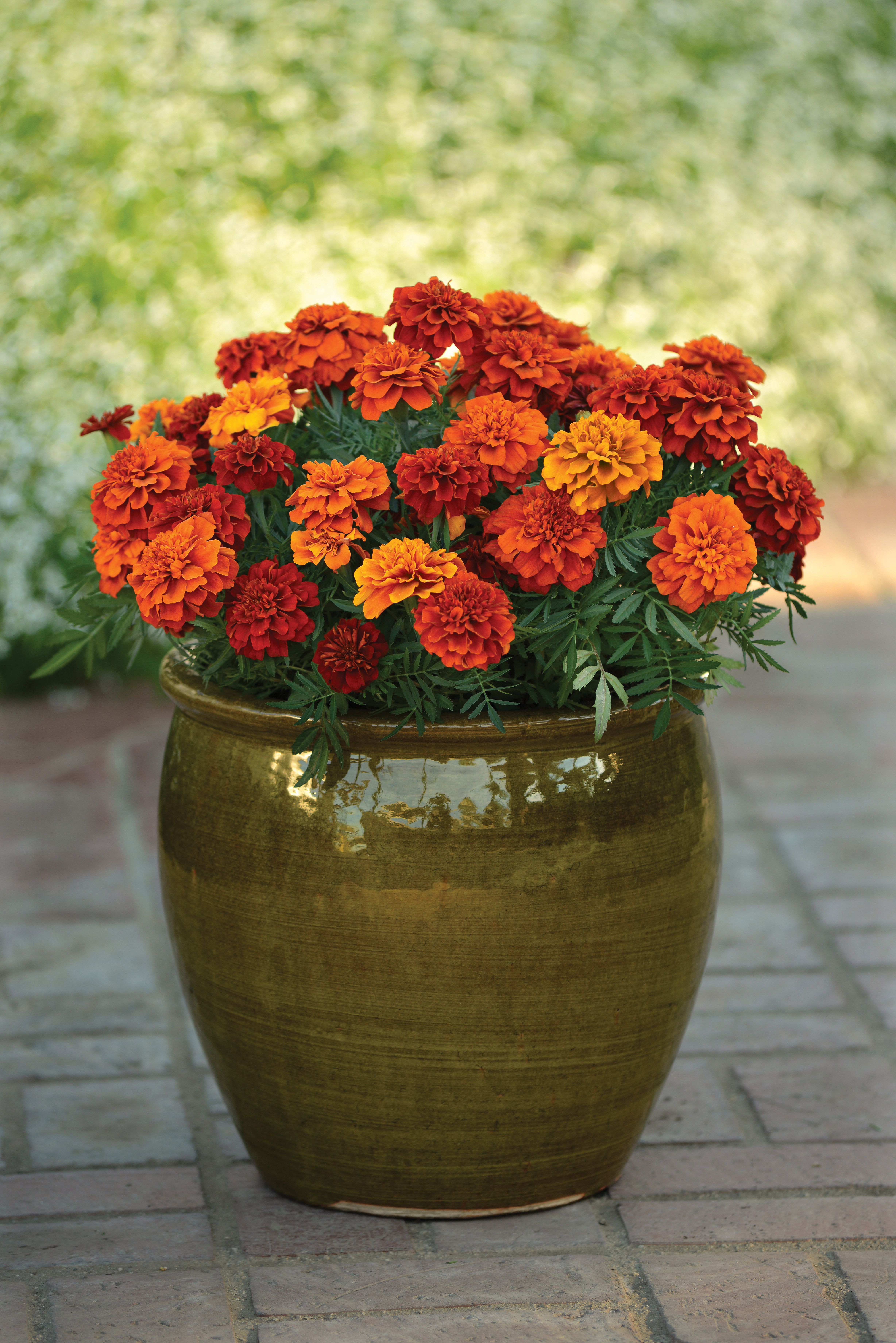 Tagetes patula Fireball