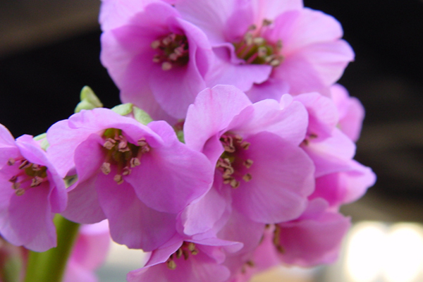 Bergenia cordifolia Winterglut