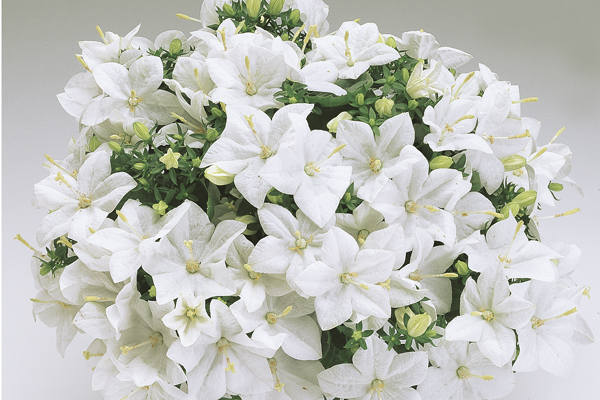 Campanula carpatica Pearl F1 White