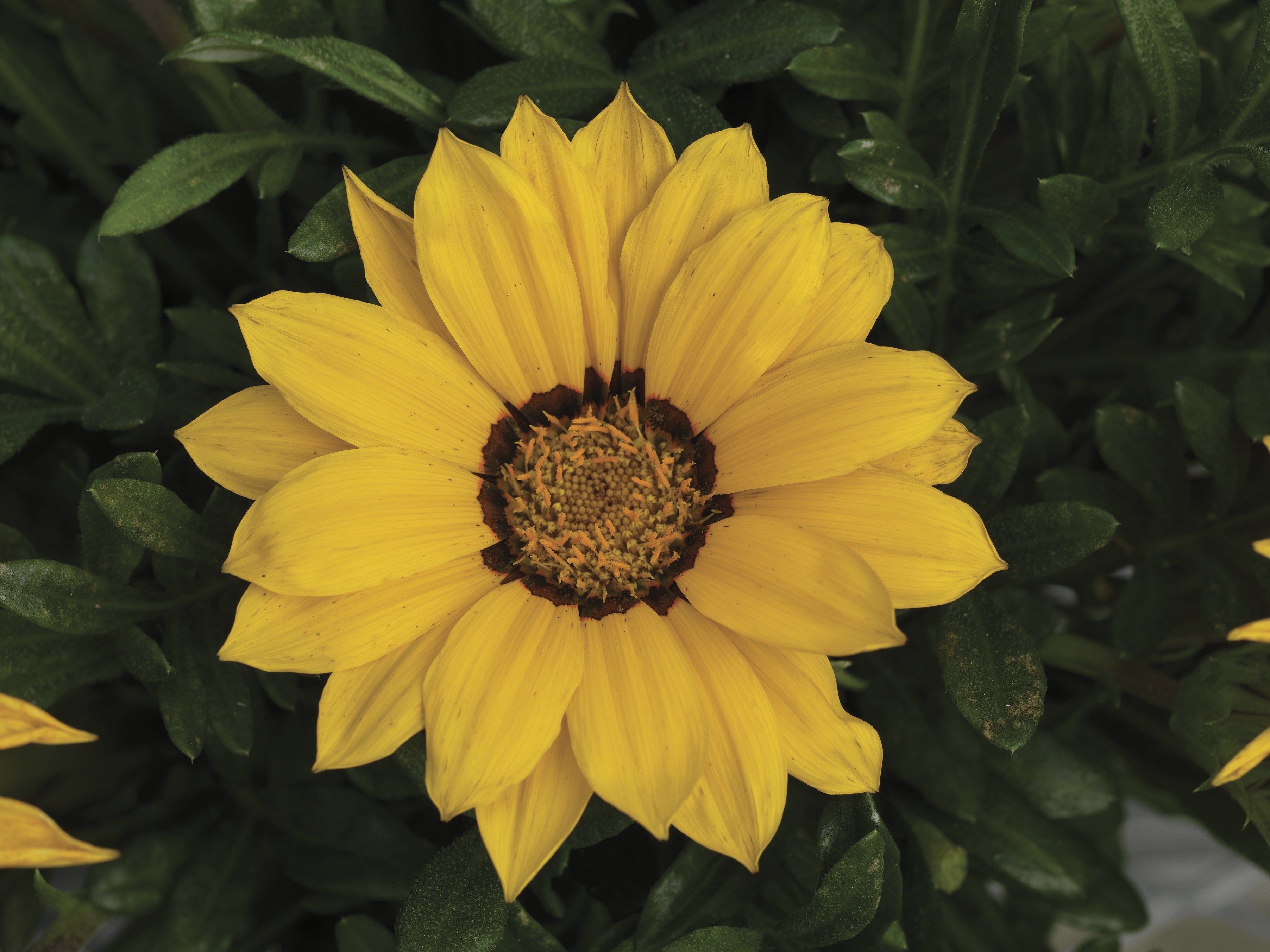 Gazania rigens F1 Kiss Yellow Flame