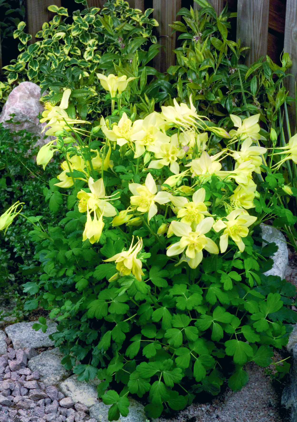 Aquilegia flabellata Spring Magic Gelb