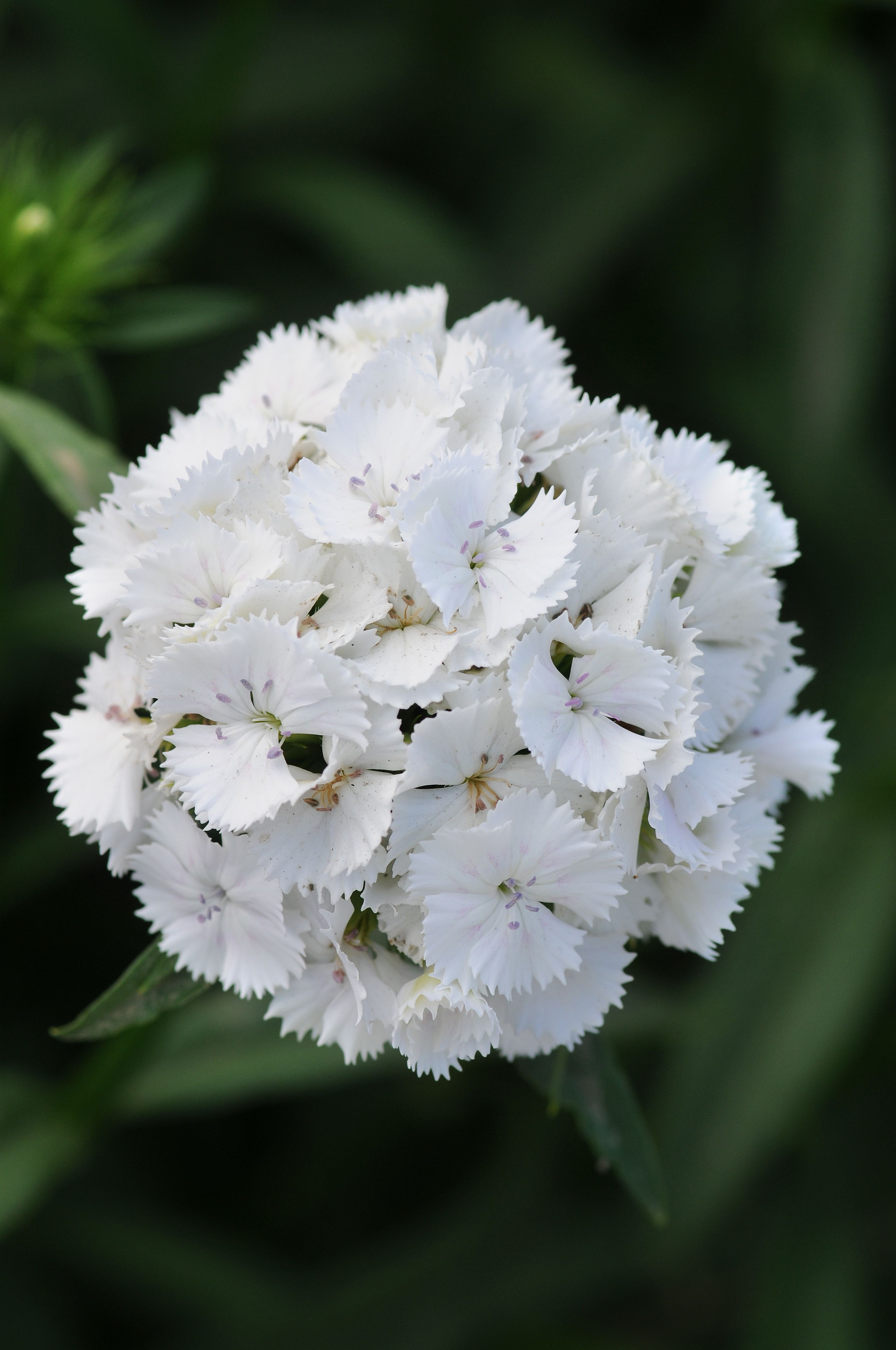Dianthus barbatus F1 Sweet Weiß