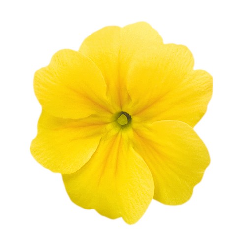 Primula elatior F1 Crescendo Gelb (mittelfrüh)