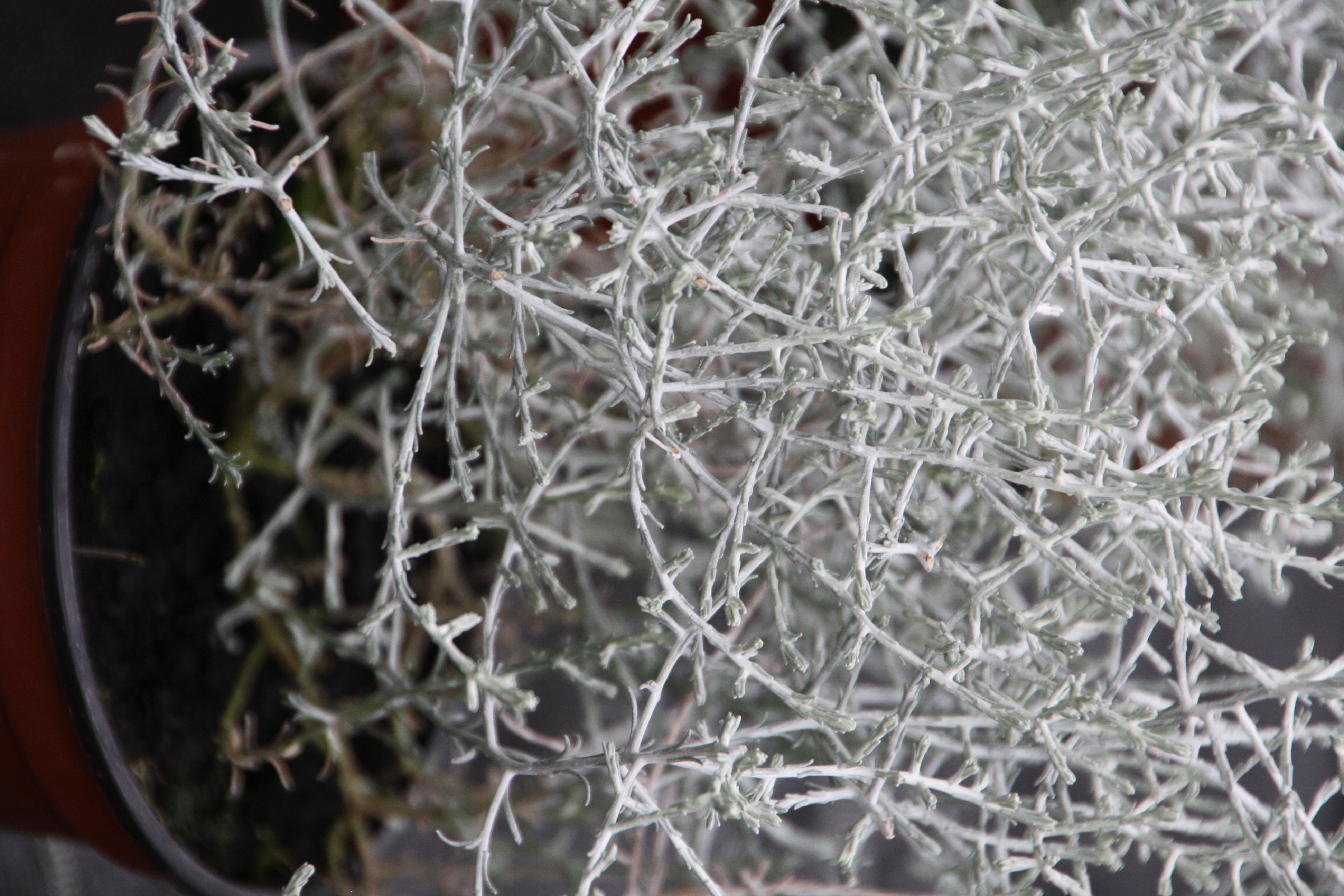Calocephalus brownii Alibaba - Stacheldraht