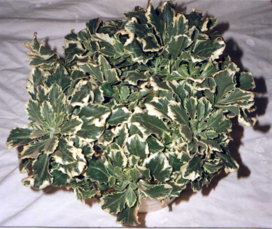 Arabis Variegata
