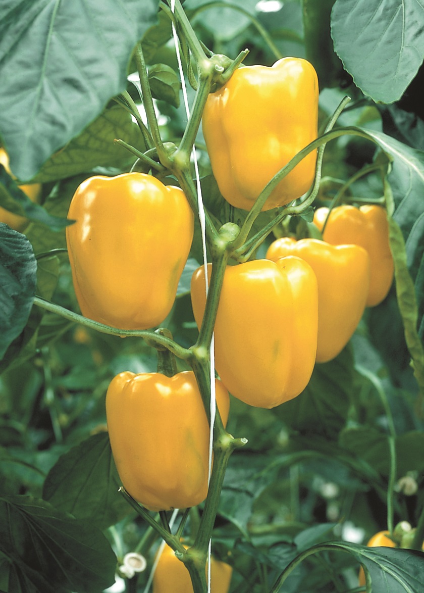 Capsicum Paprika F1 Fiesta