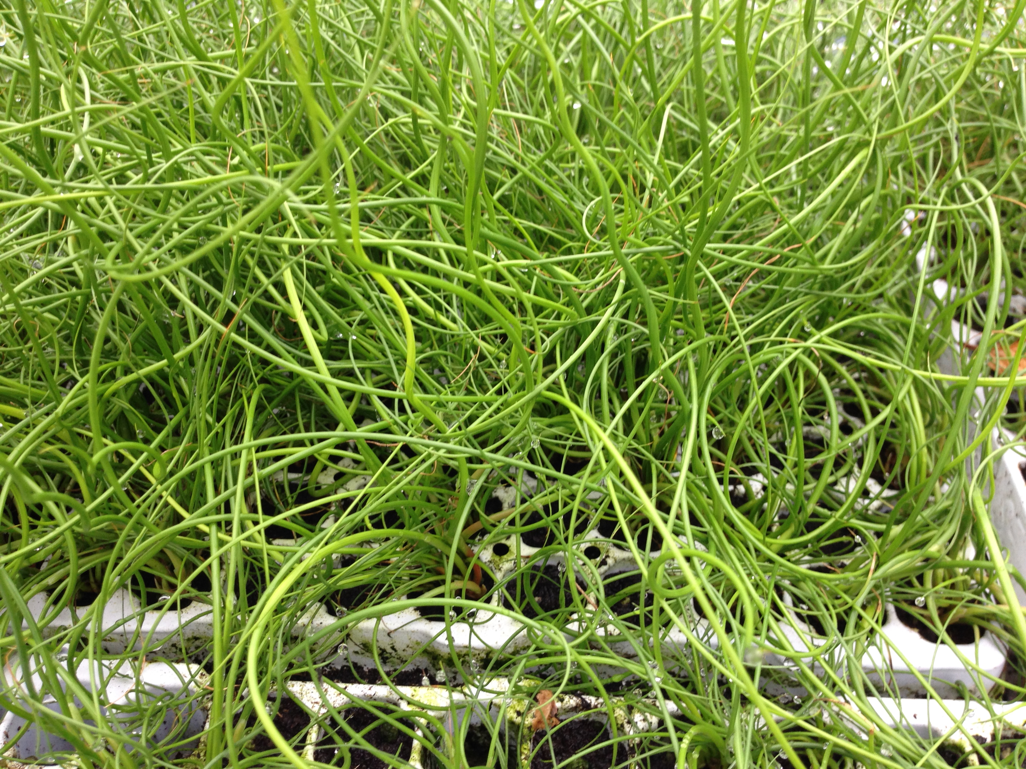 Juncus filiformis spiralis (fein)