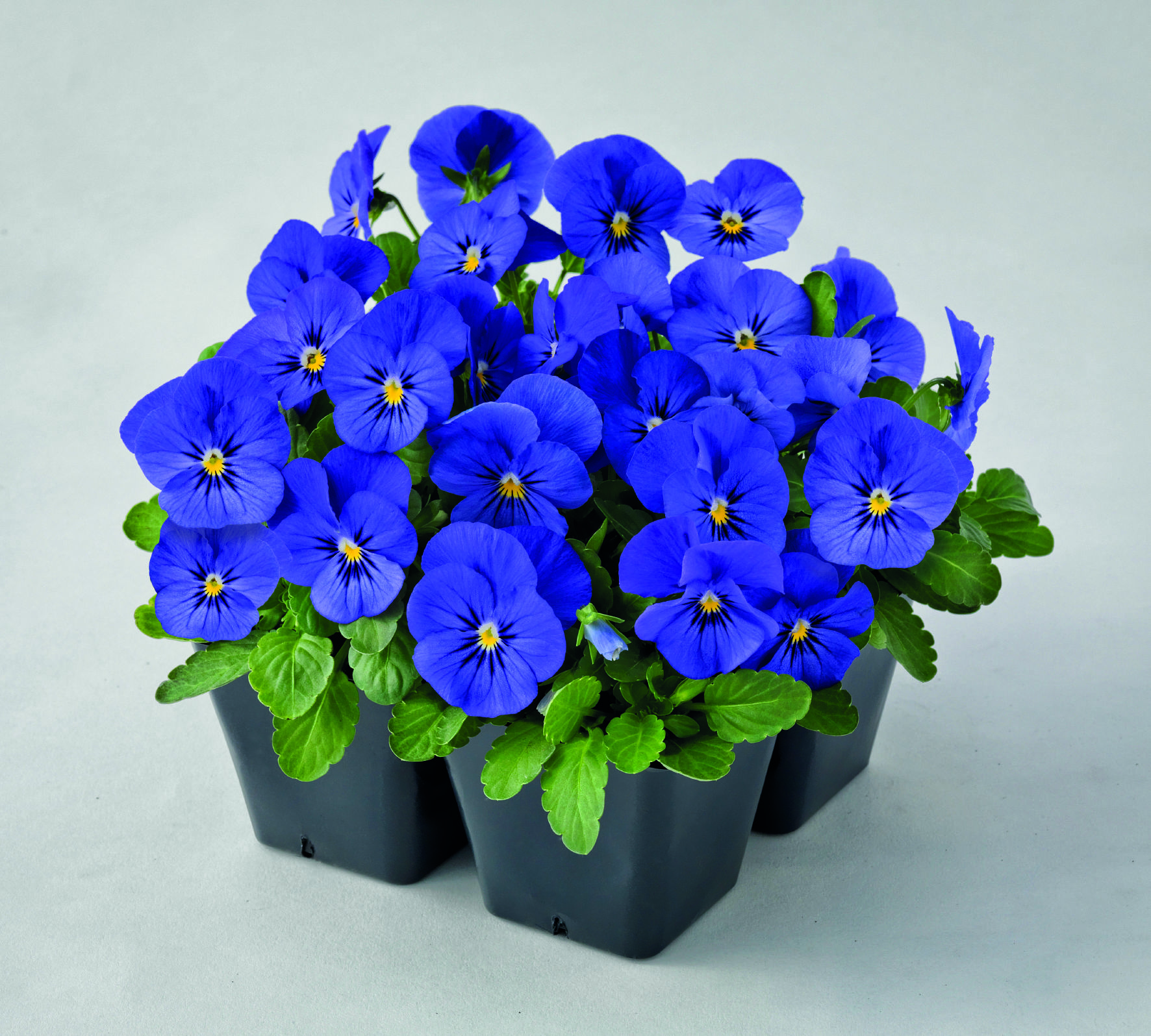 Viola cornuta F1 Admire Blue