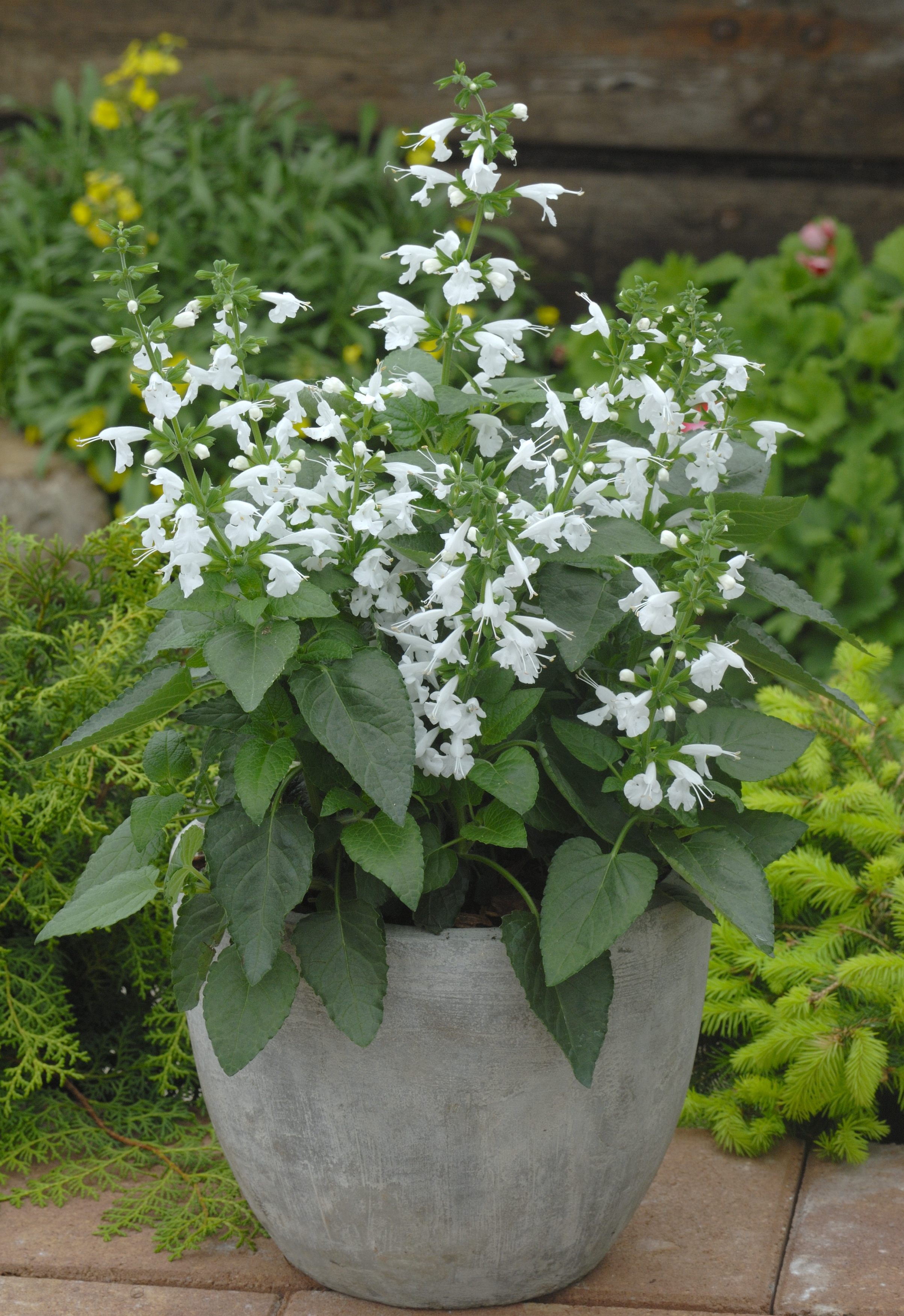 Salvia coccinea Humingbird Snow Nymph