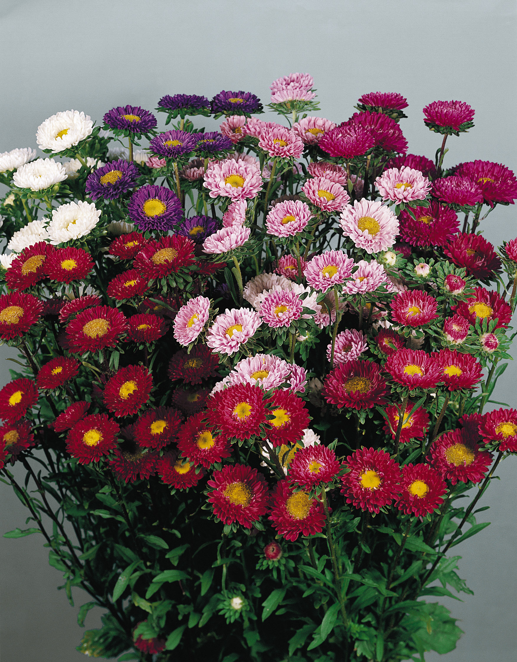 Callistephus chinensis Mona (Matsumoto) Farbenmischung