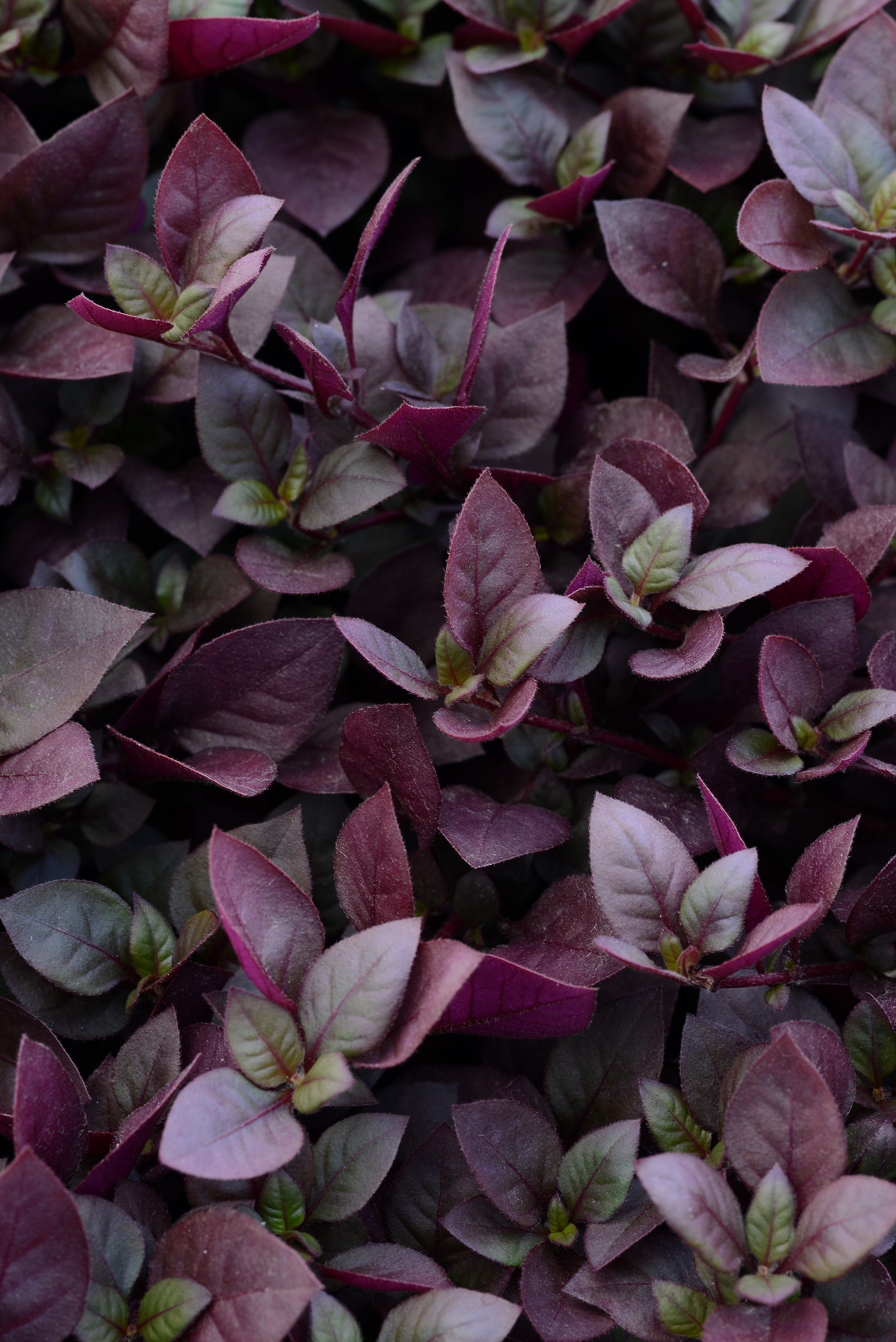 Alternanthera dentata Purple Prince
