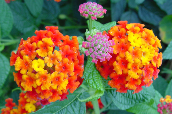 Lantana camara Hybriden SunnyVille (P) Orange