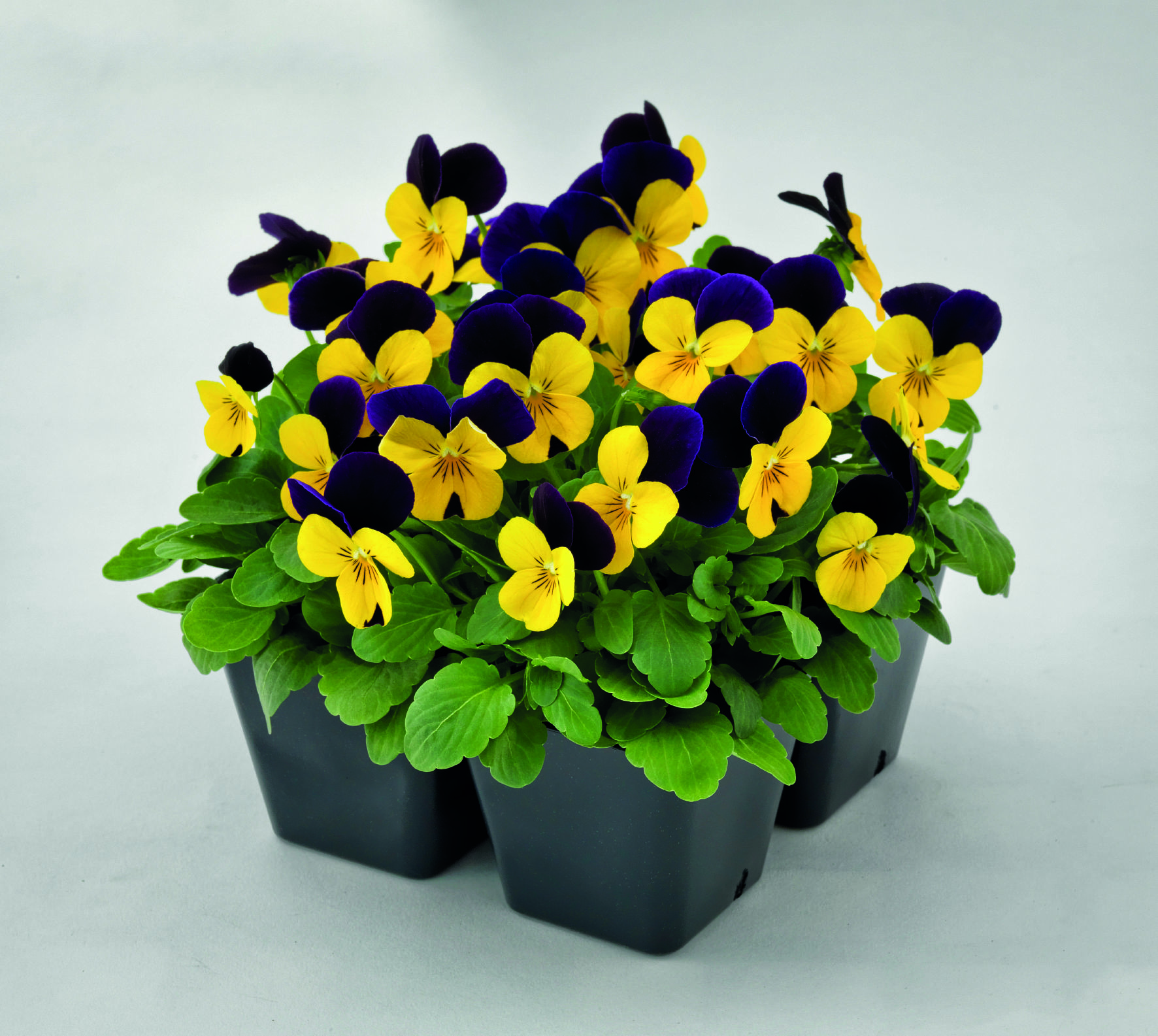Viola cornuta F1 Admire Yellow Purple Wing