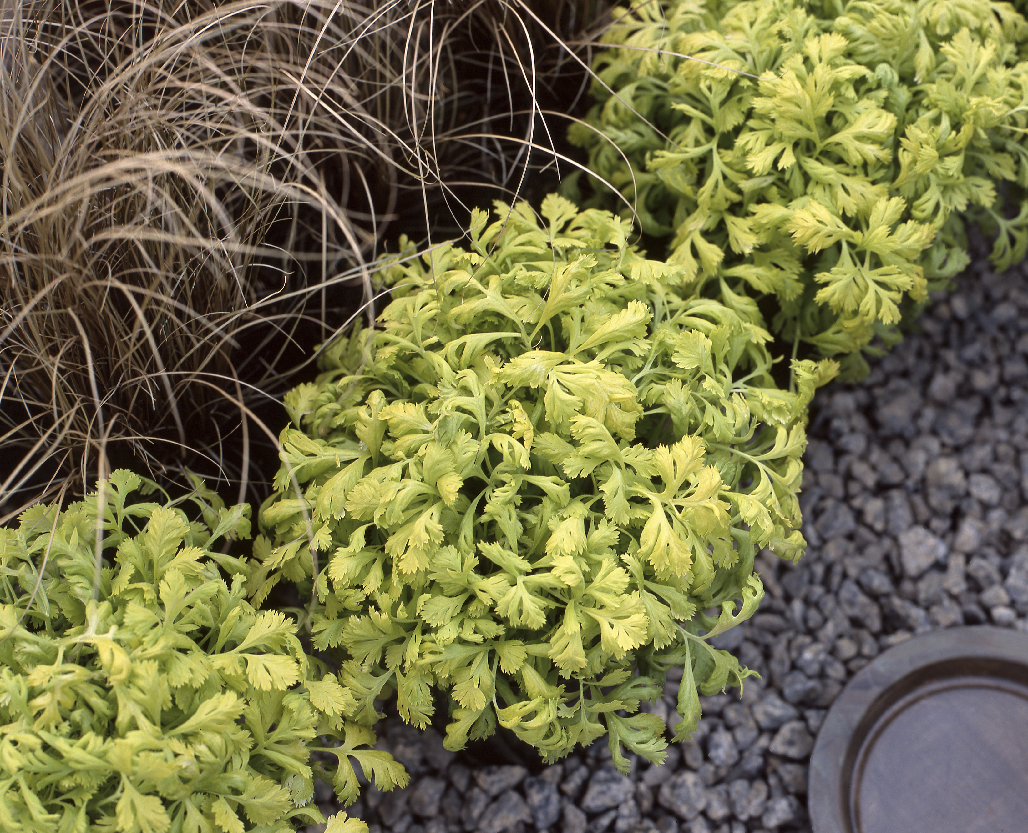 Chrysanthemum parthenium Golden Moss