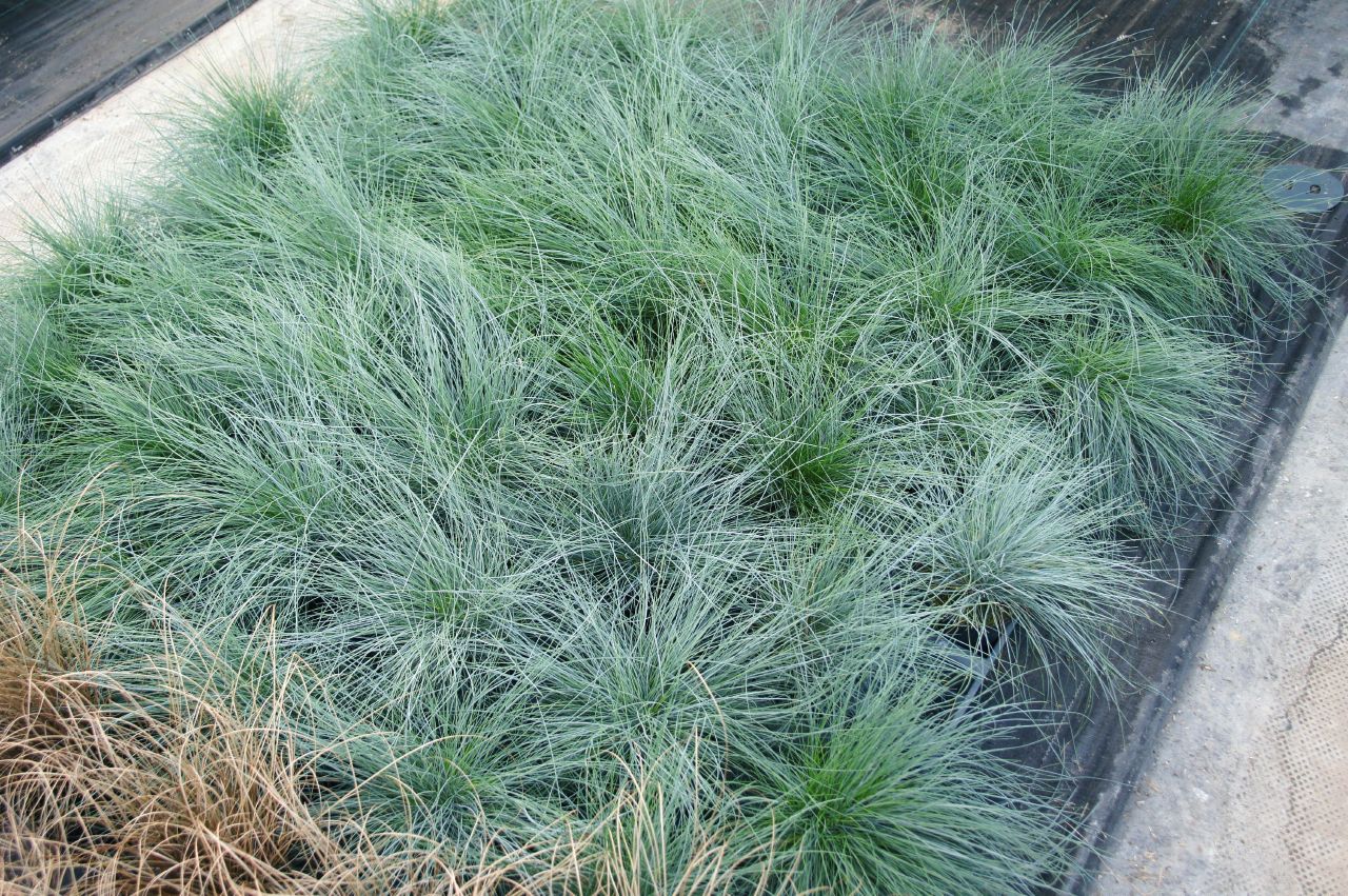 Festuca valesiaca Buddy Blue