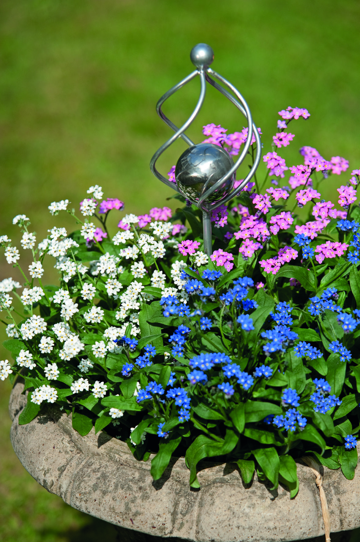 Myosotis sylvatica Sylva Mix