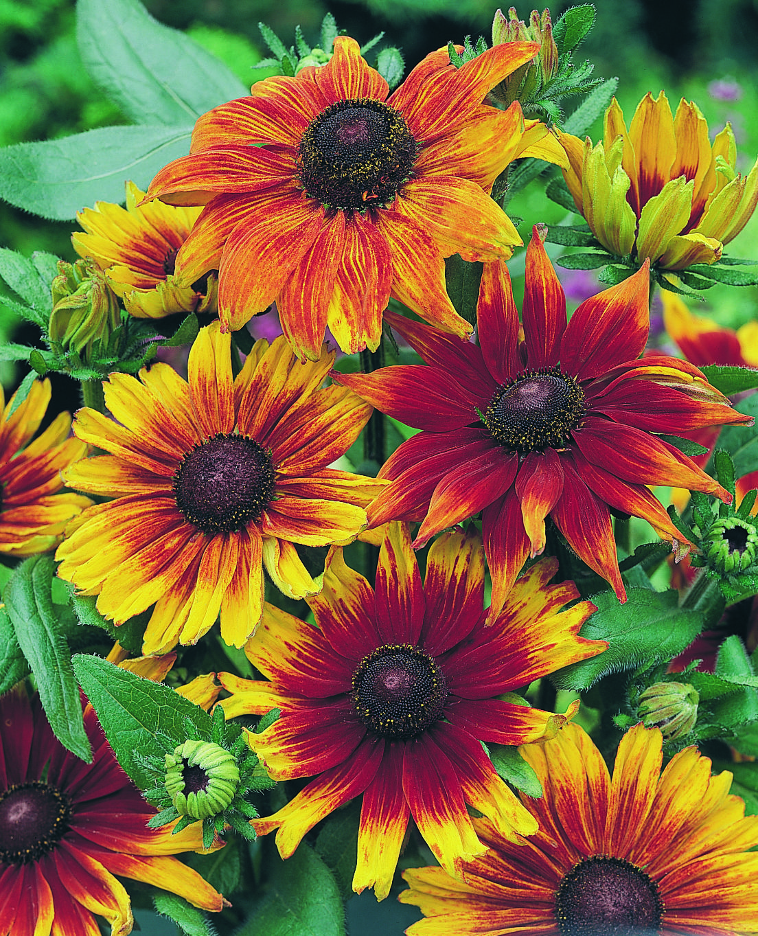 Rudbeckia hirta Cherry Brandy