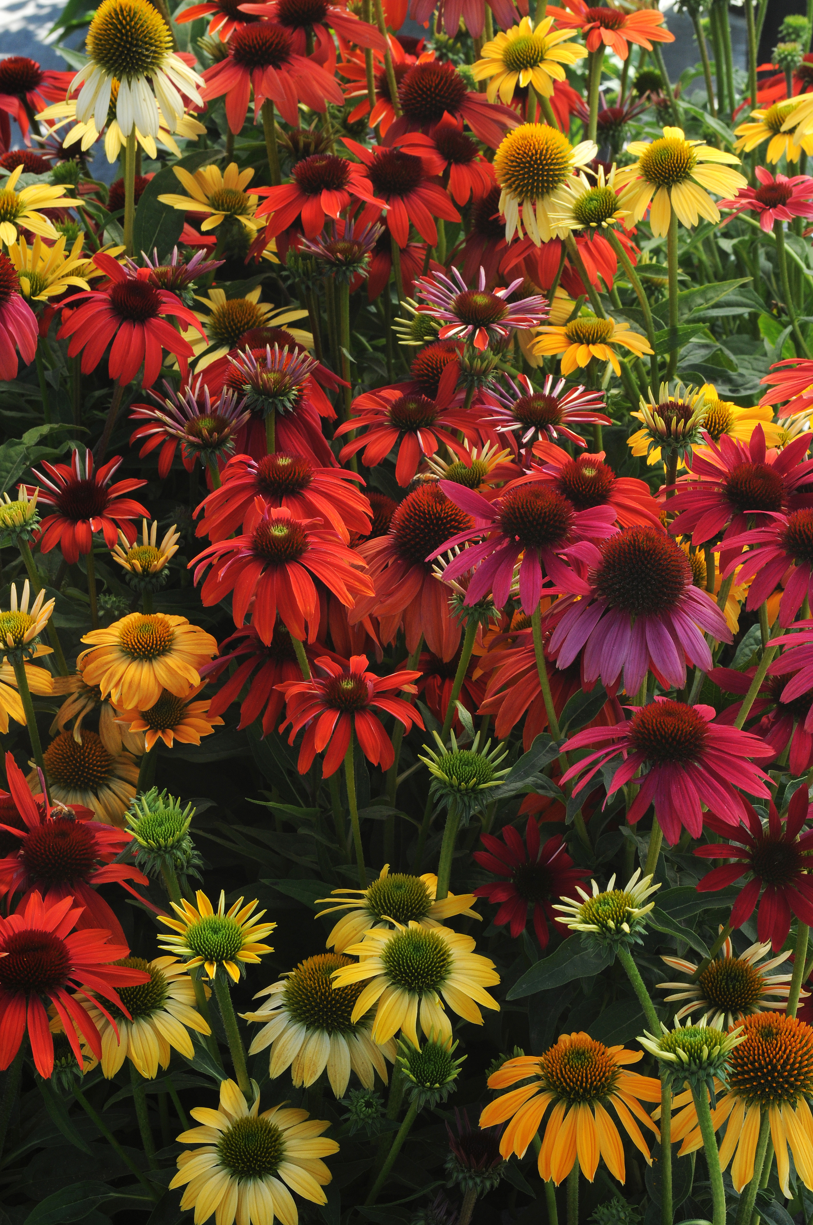 Echinacea purpurea Cheyenne Spirit