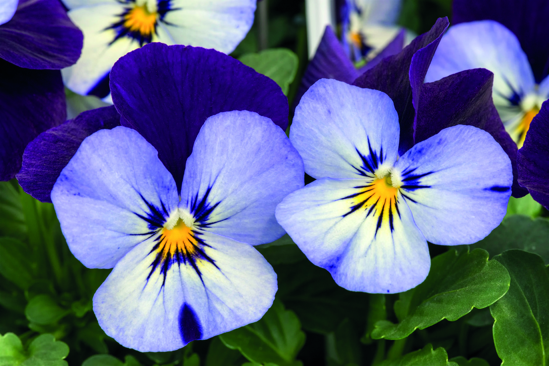 Viola cornuta F1 Admire Neon Purple Wing