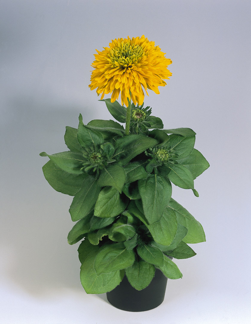 Rudbeckia hirta Maya