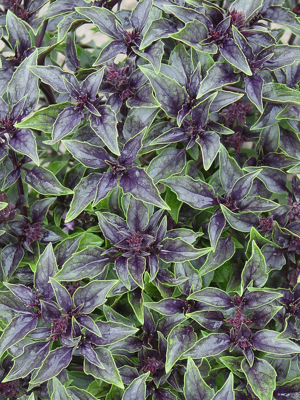 Ocimum basilicum Red Arrow (P)