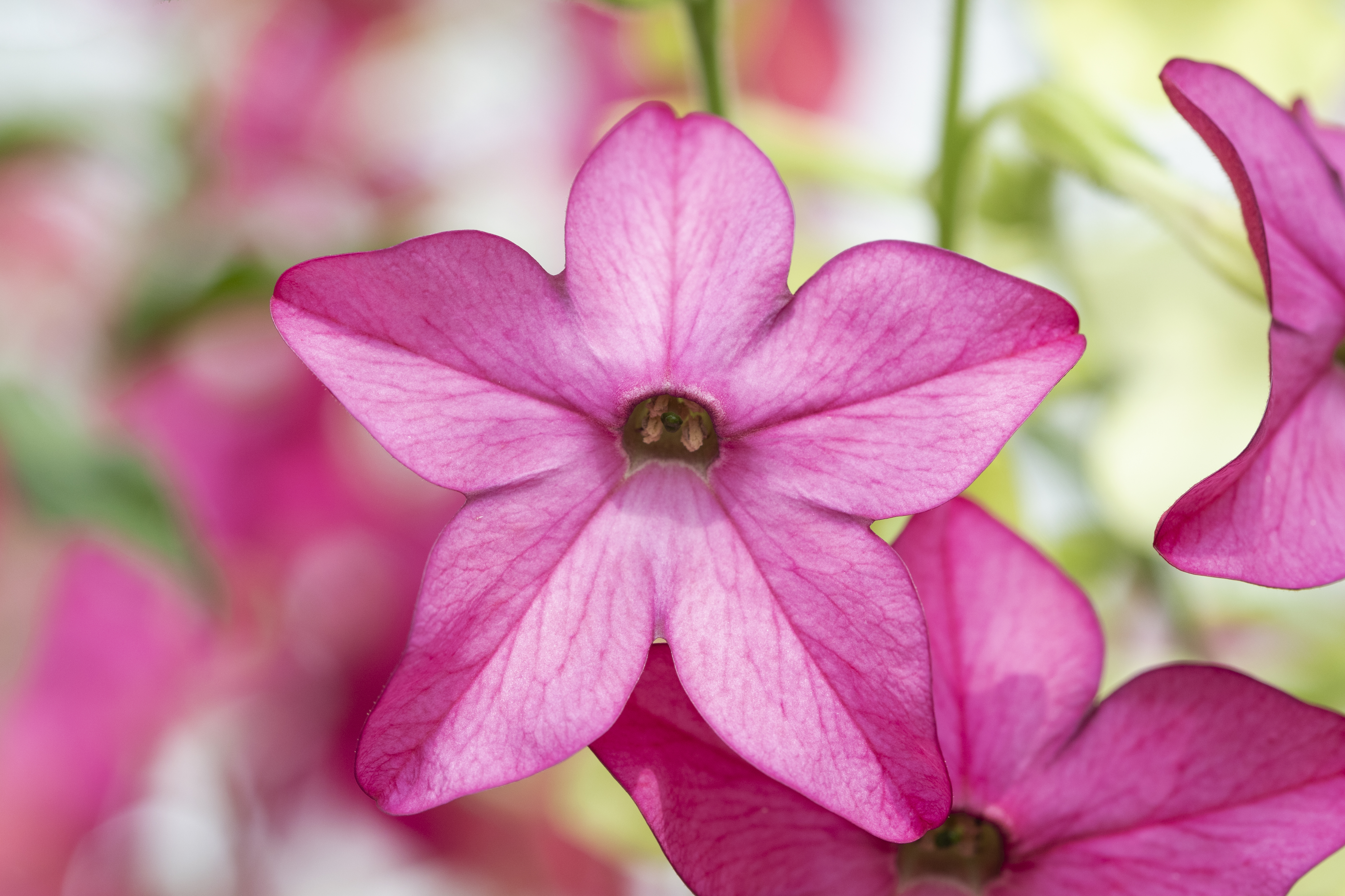 Nicotiana x sanderae F1 Sirius Deep Rose