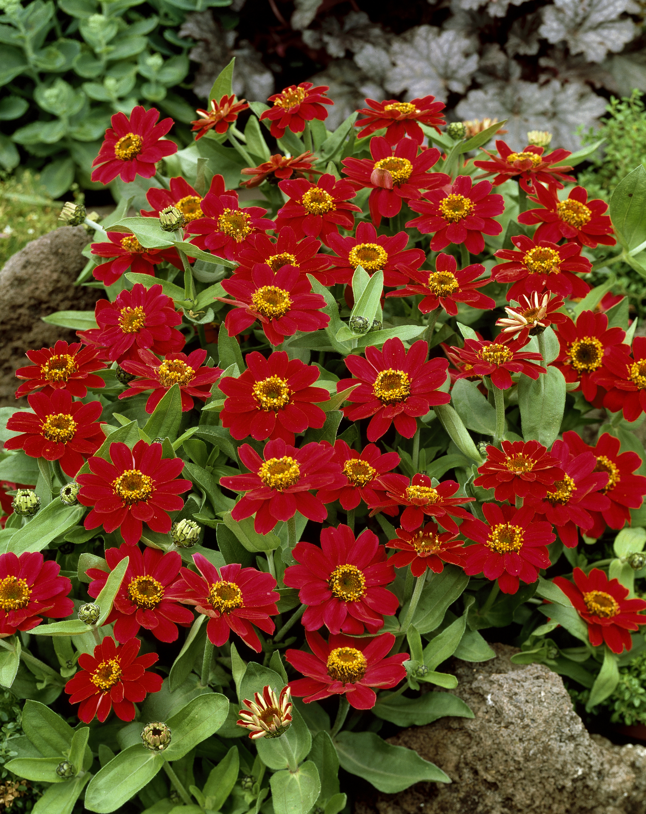 Zinnia angustifolia F1 Profusion Cherry