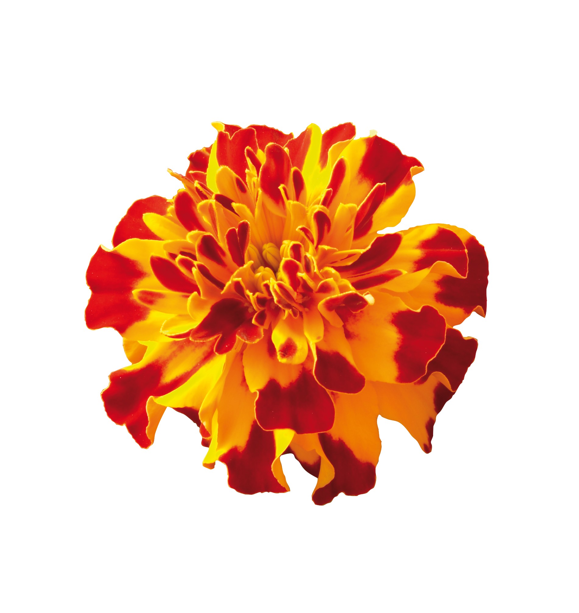 Tagetes patula Safari Bolero