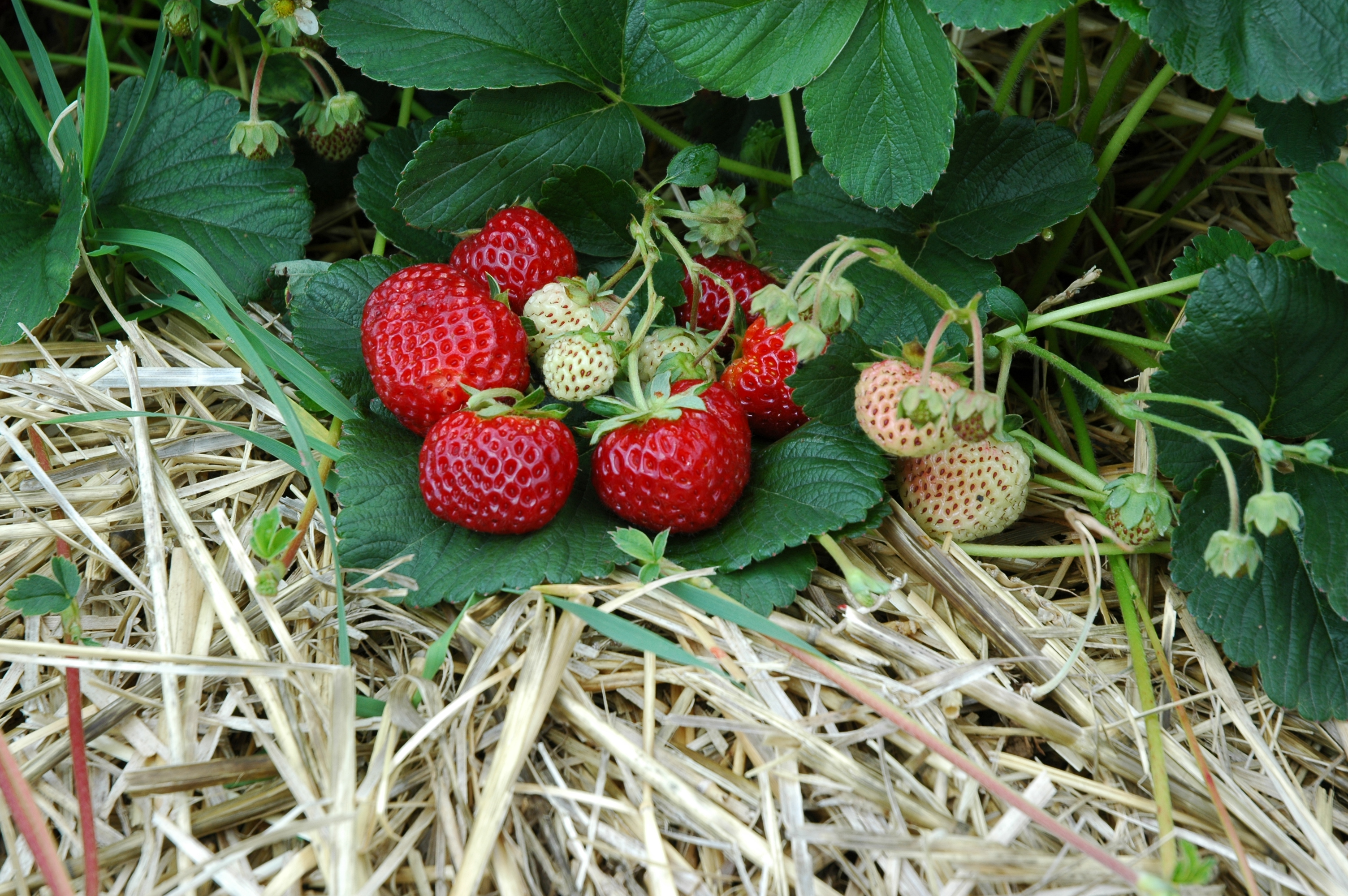 Erdbeere Mieze Schindler Orginal (Fragaria)
