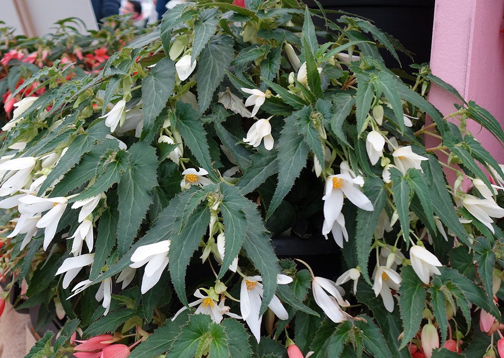 Begonia boliviensis  F1 Santa Barbara