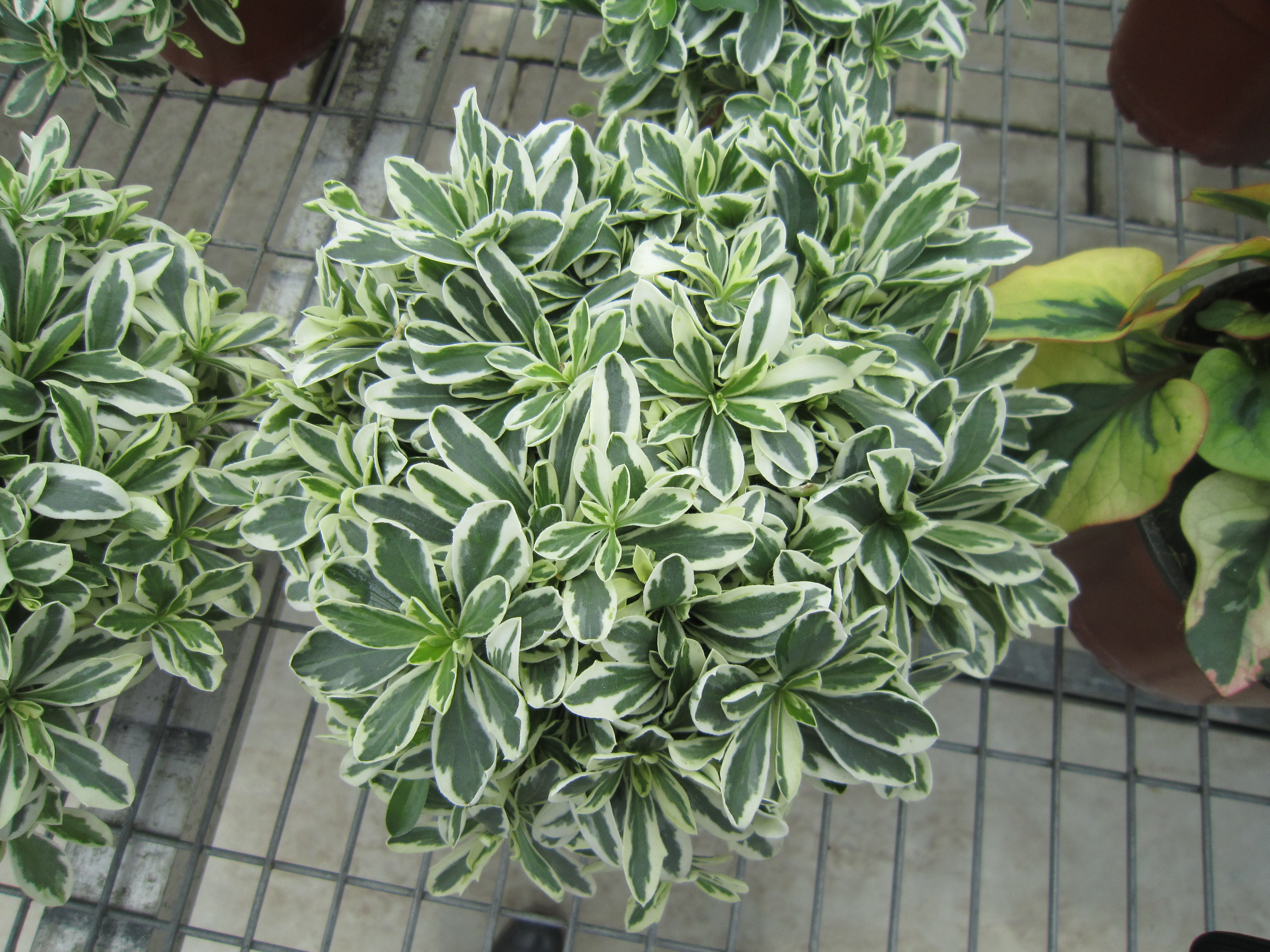 Arabis Variegata