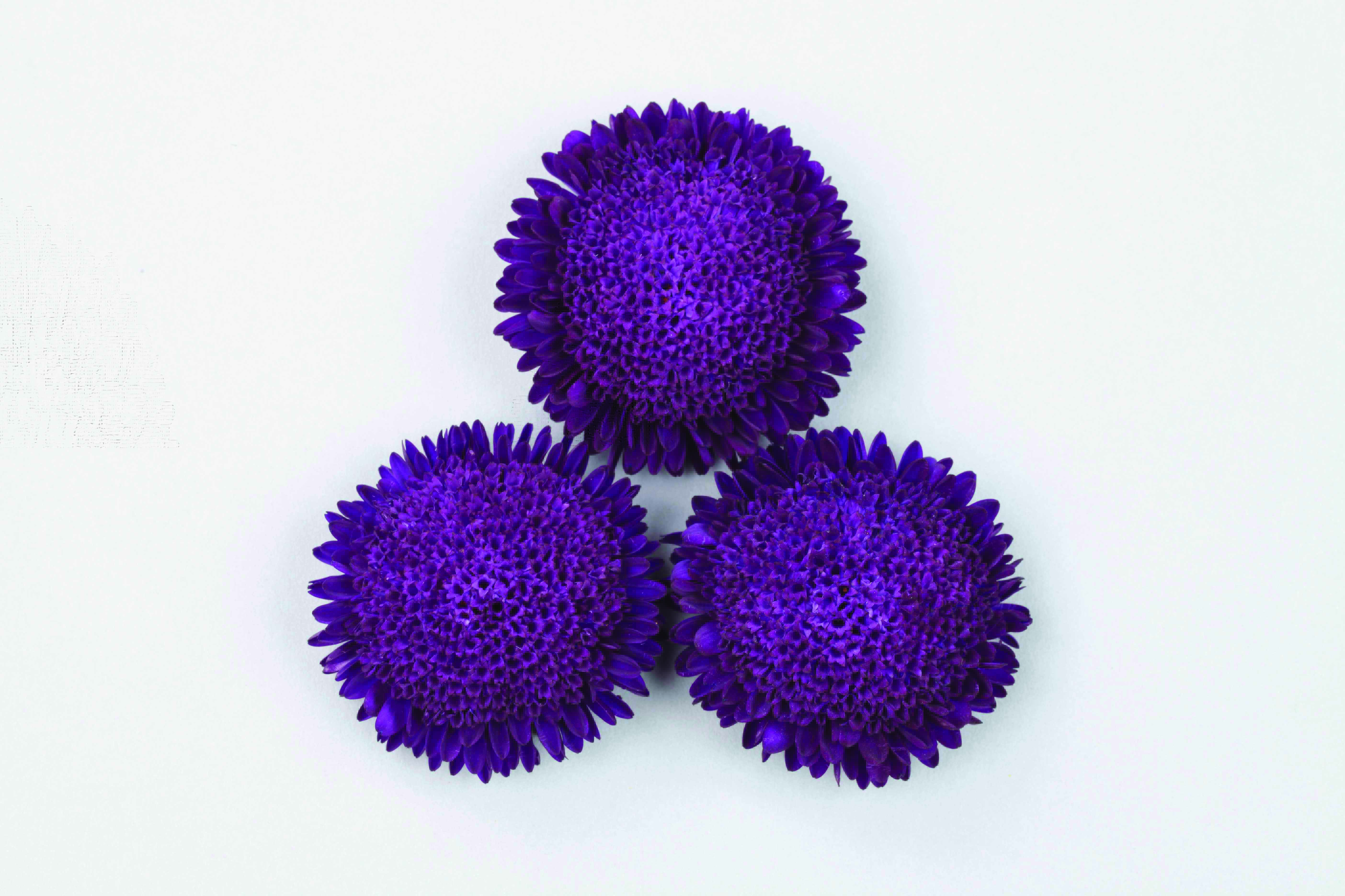 Callistephus chinensis Bonita Blau