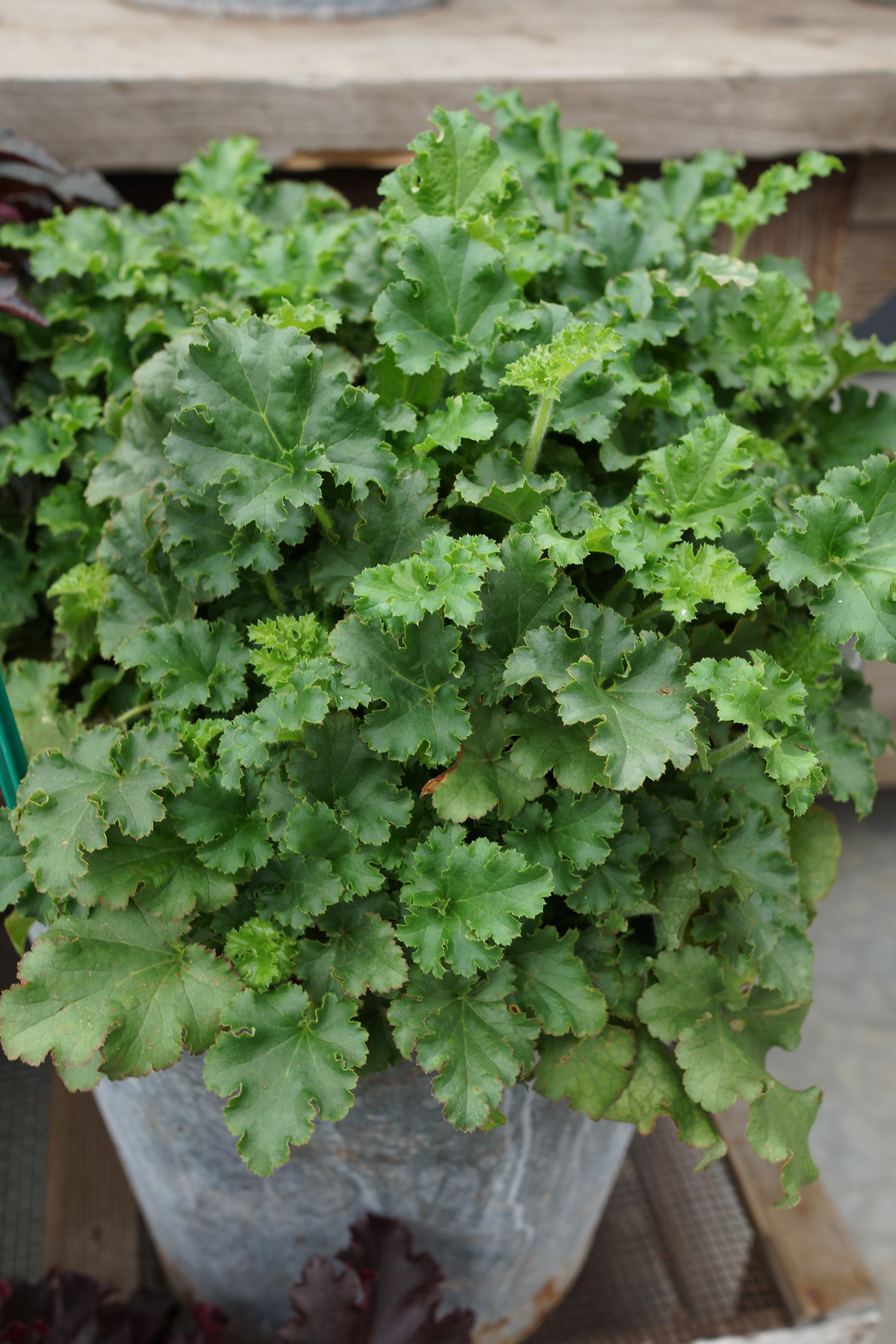 Heuchera Malachite
