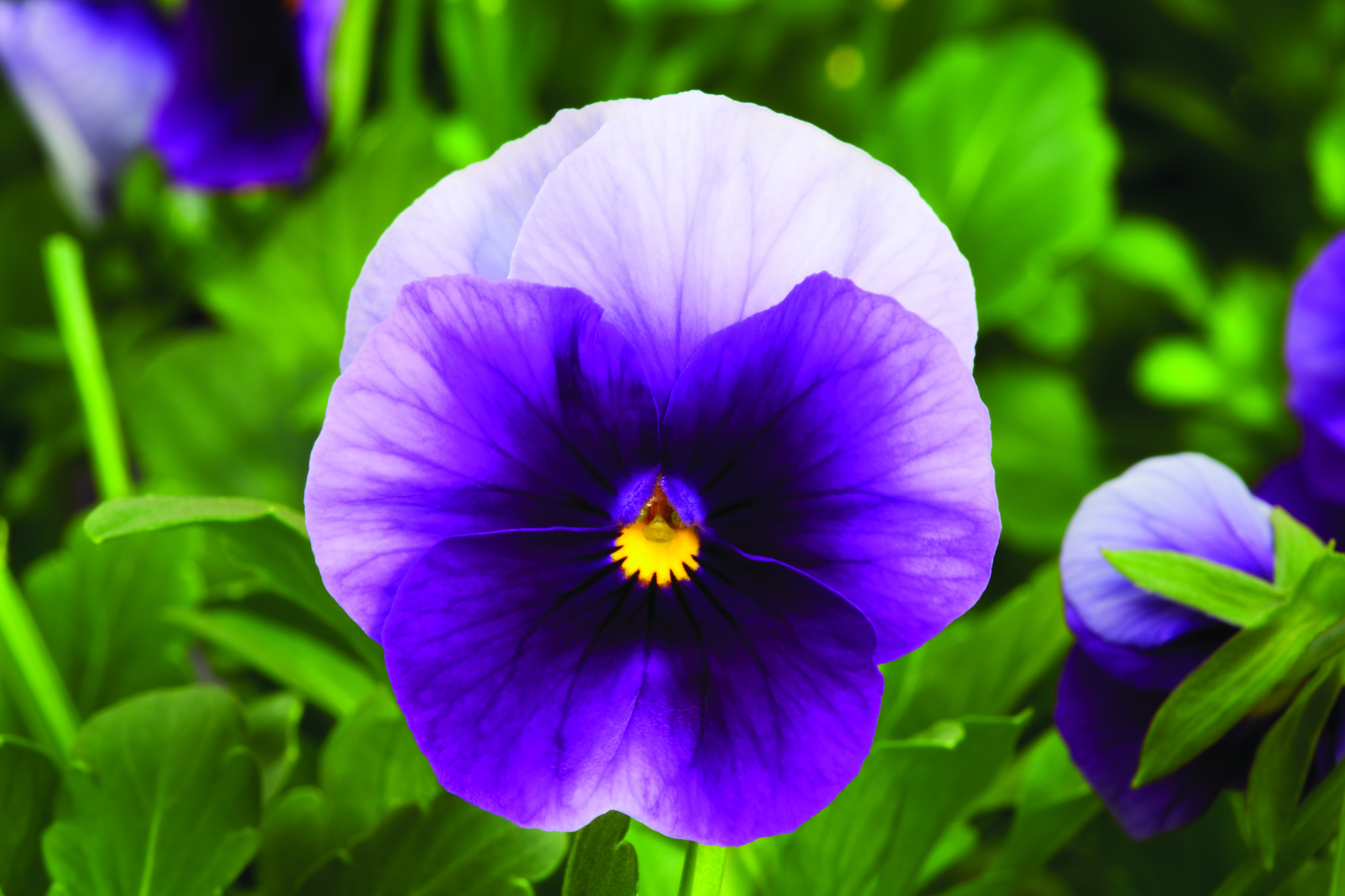 Viola cornuta F1 Penny Beaconsfield