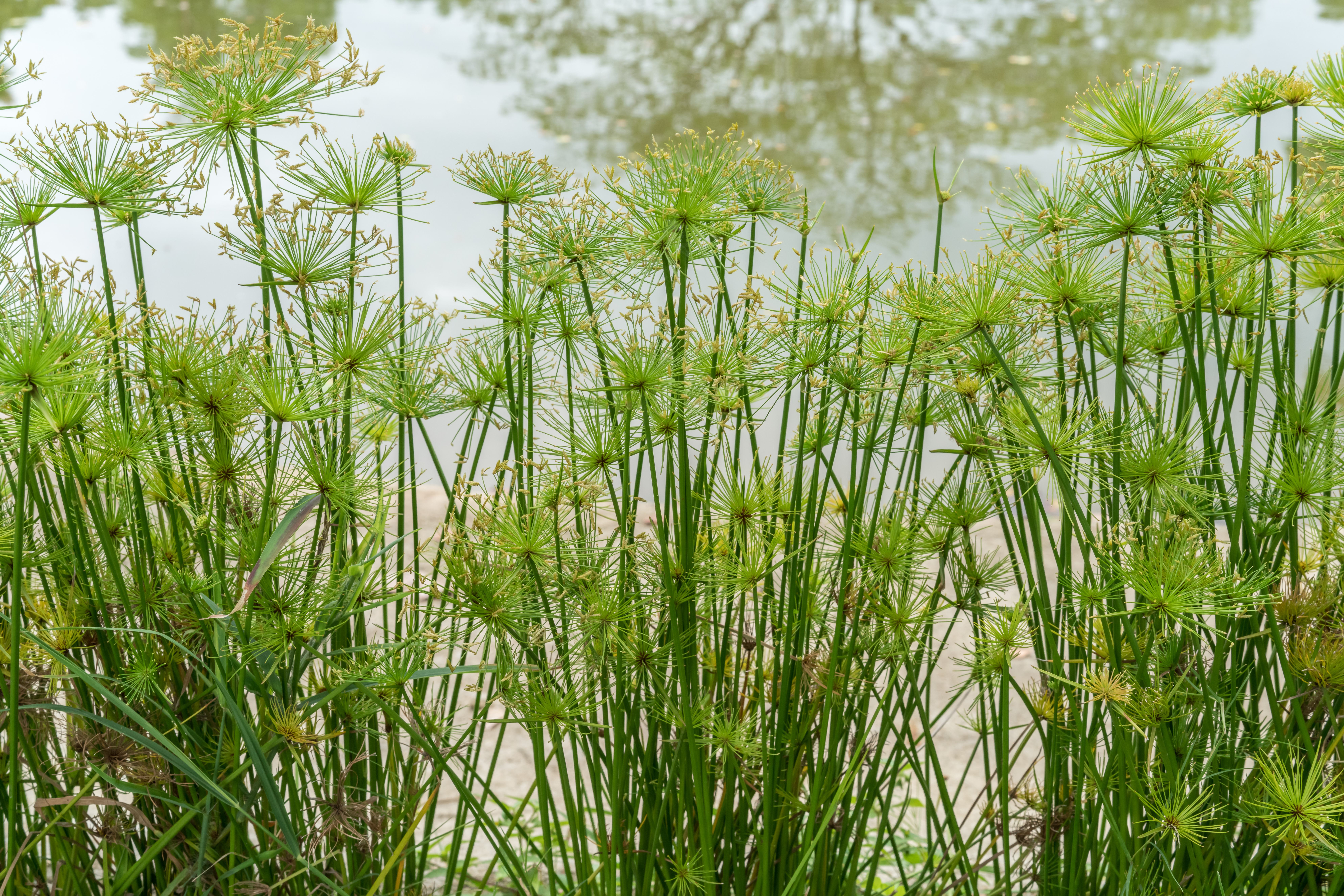 Cyperus Little Princess (P)